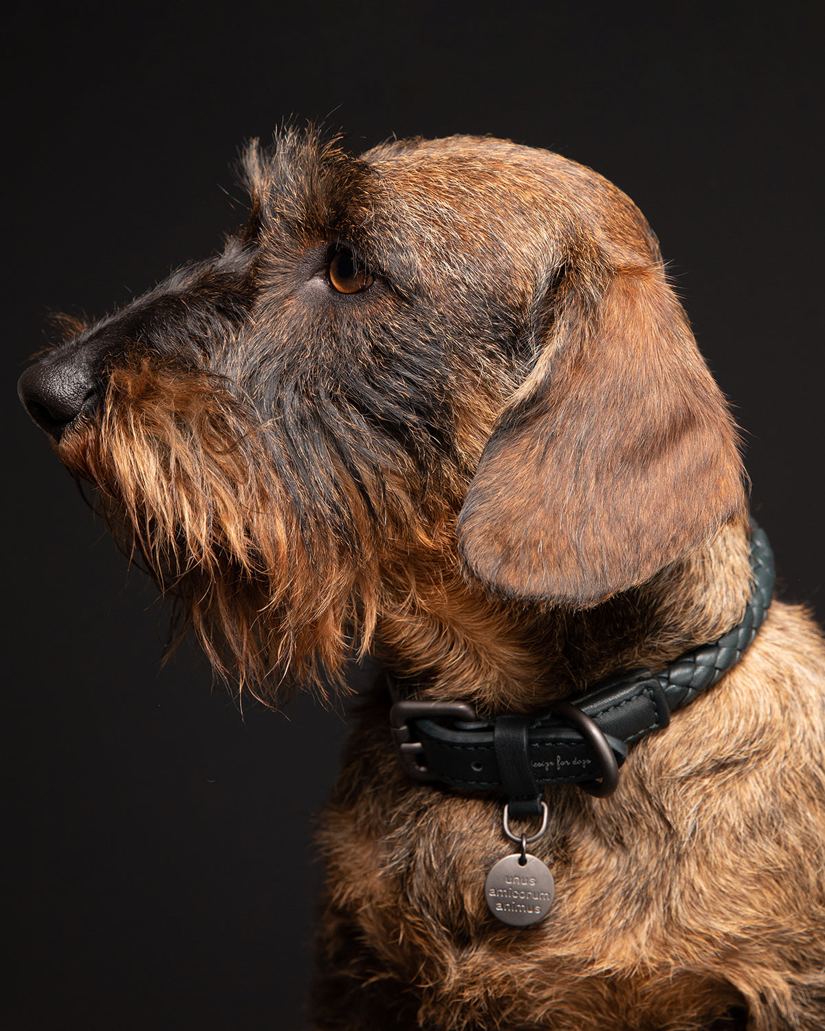 קולר עור לכלבים