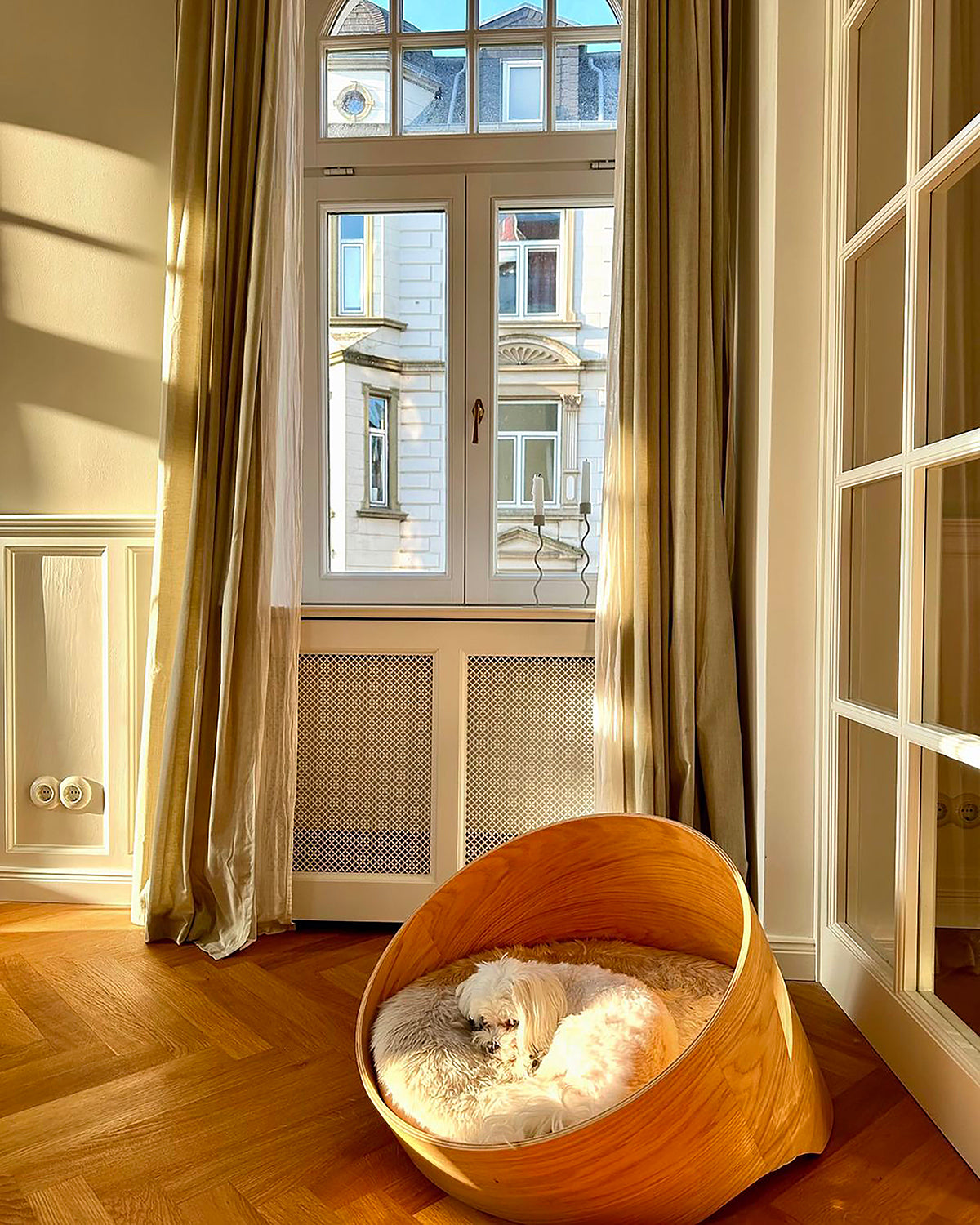 מיתה לחתול וכלב