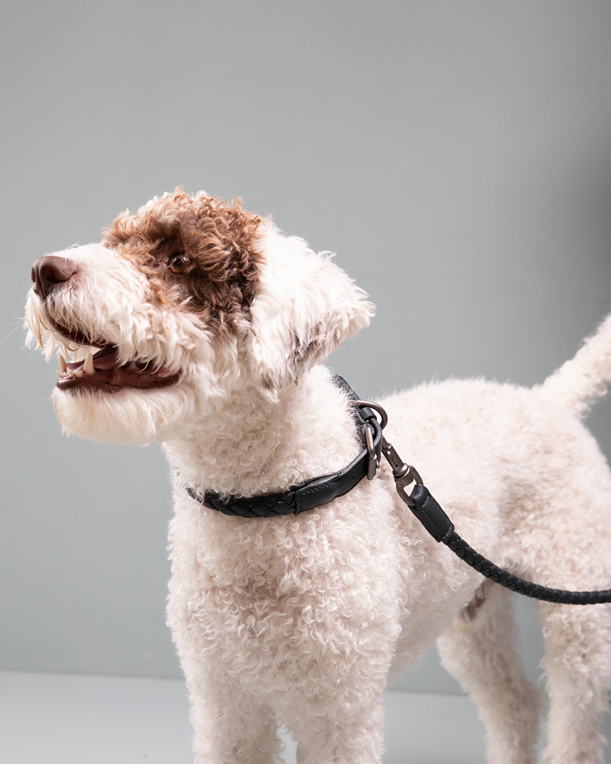 קולר עור לכלבים