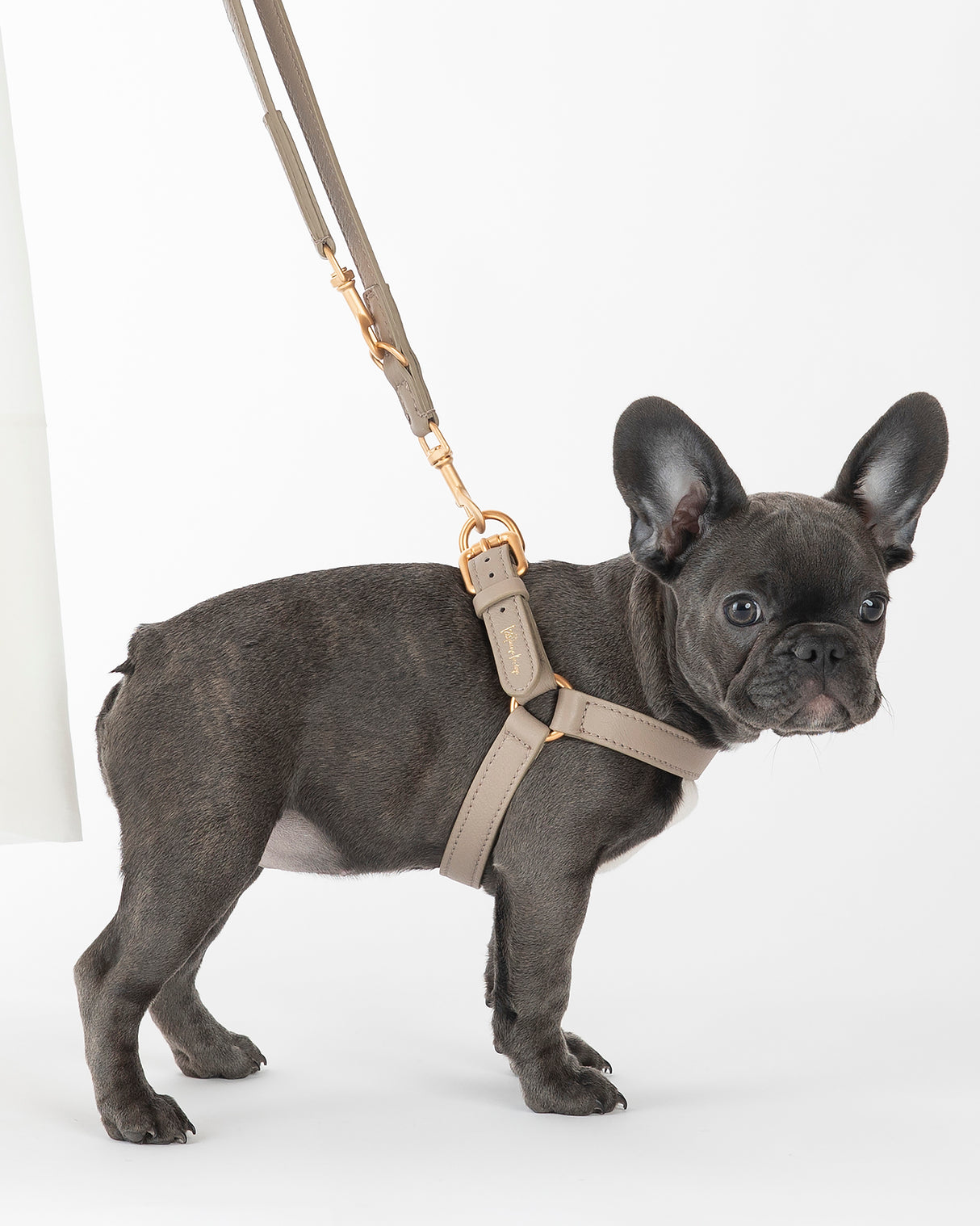 רתמה לכלב מעור נאפה איטלקי | MARIO NAPPA LEATHER DOG HARNESS