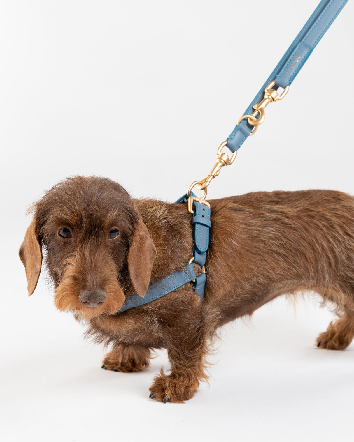 רתמה לכלב מעור נאפה איטלקי | MARIO NAPPA LEATHER DOG HARNESS