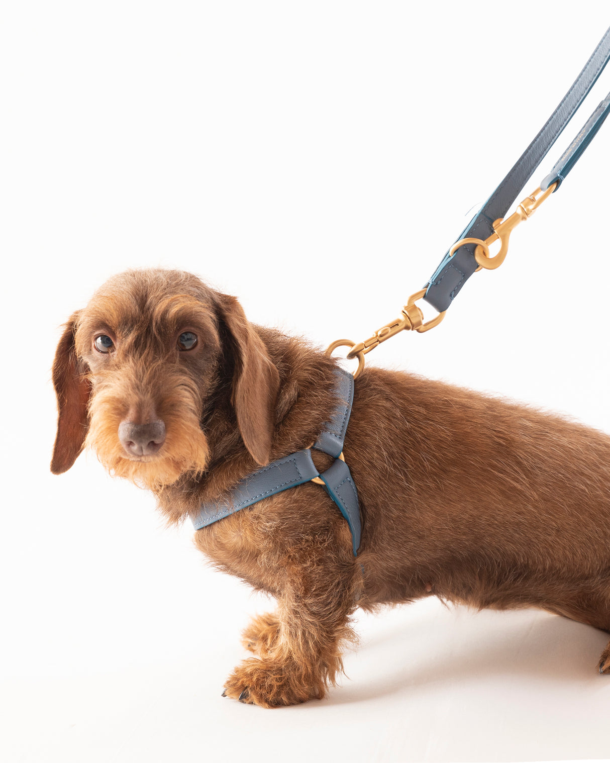 רתמה לכלב מעור נאפה איטלקי | MARIO NAPPA LEATHER DOG HARNESS
