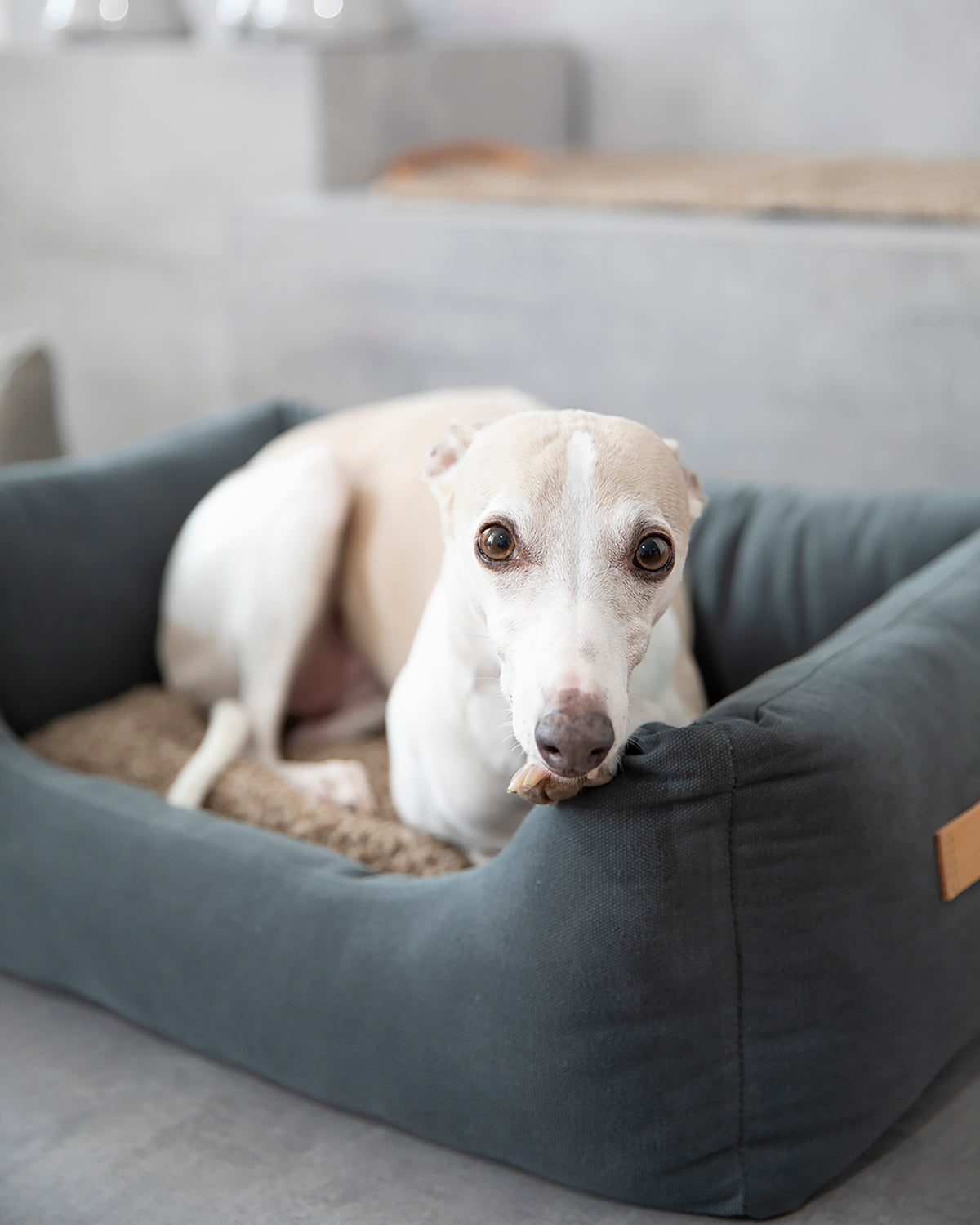 HENRI COTTON CANVAS BED | מיטה לכלב