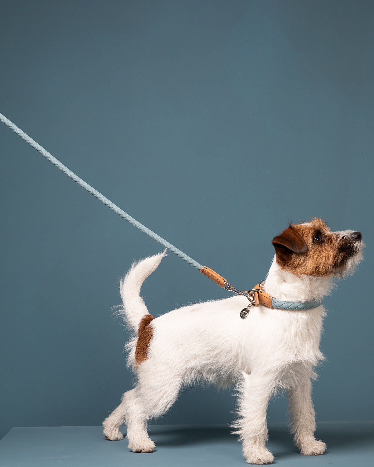 רצועת עור טבעוני לכלב