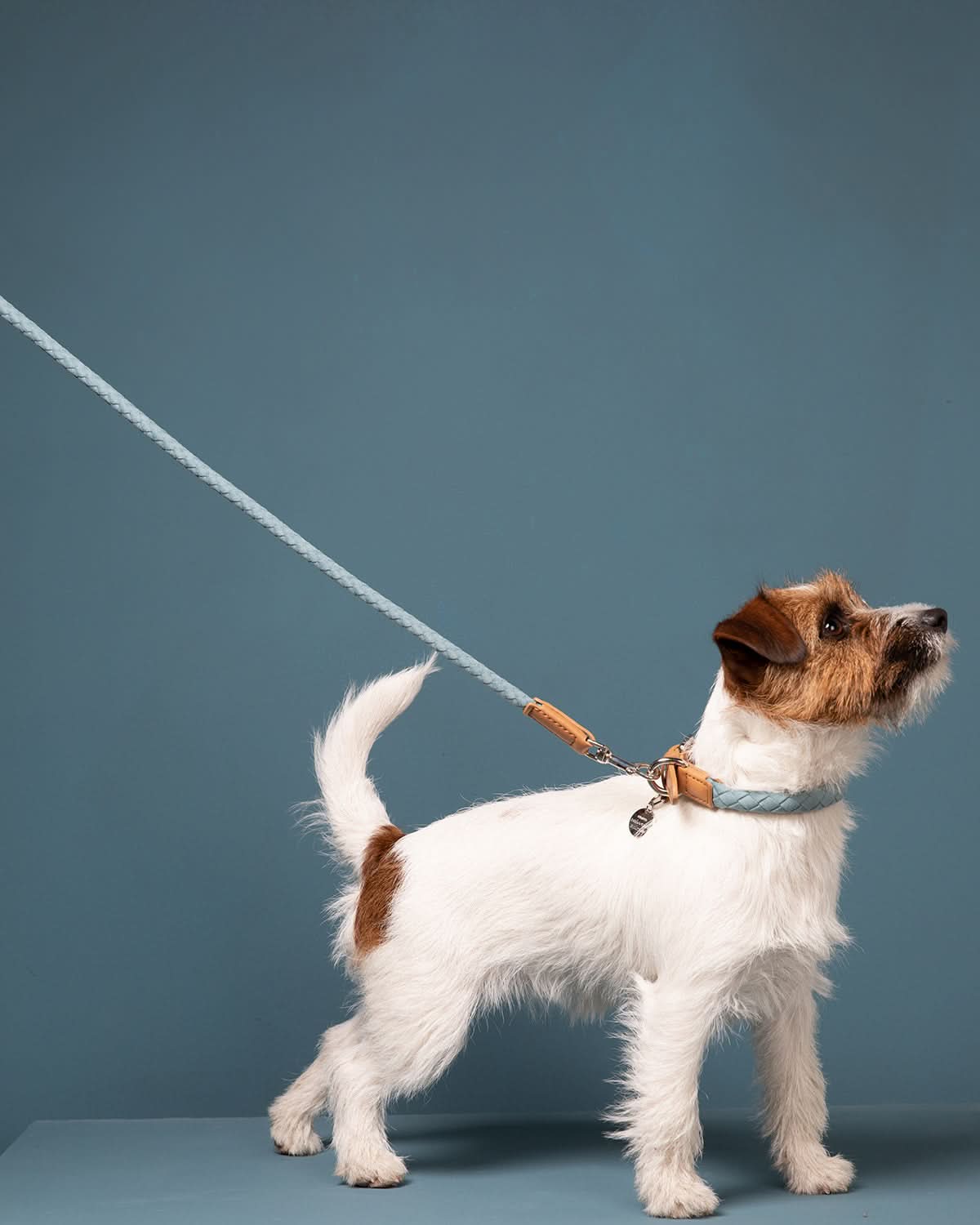 רצועת עור טבעוני לכלב