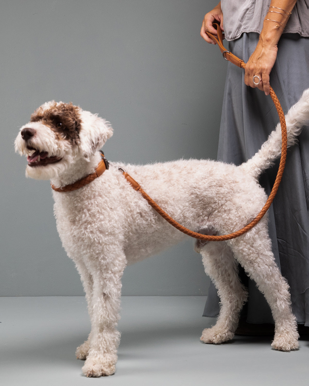 רצועת עור לכלב