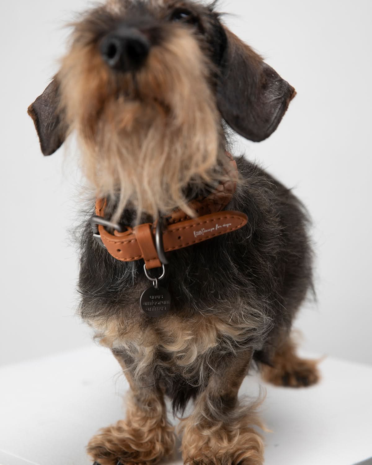 קולר עור לכלבים