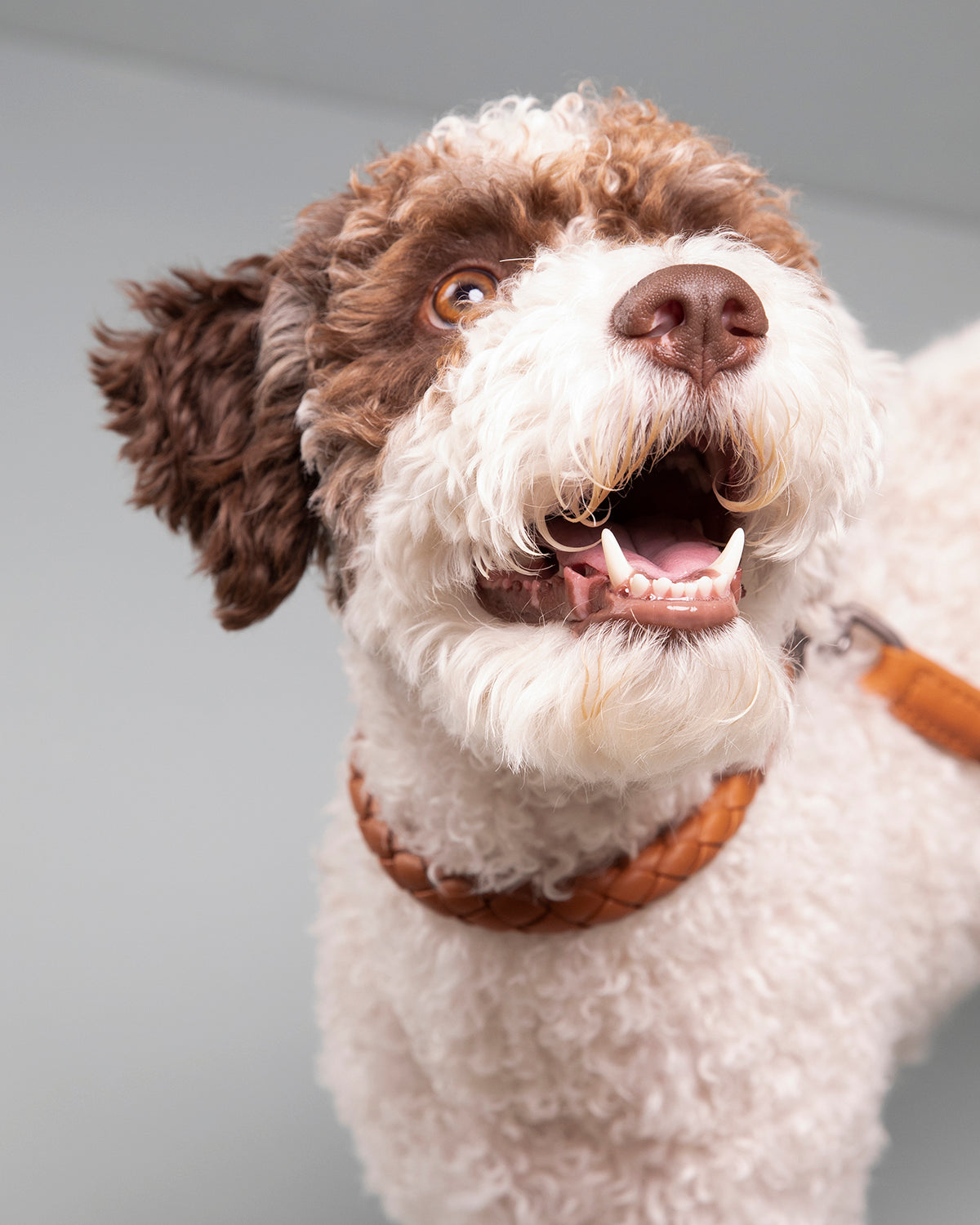 קולר עור לכלבים