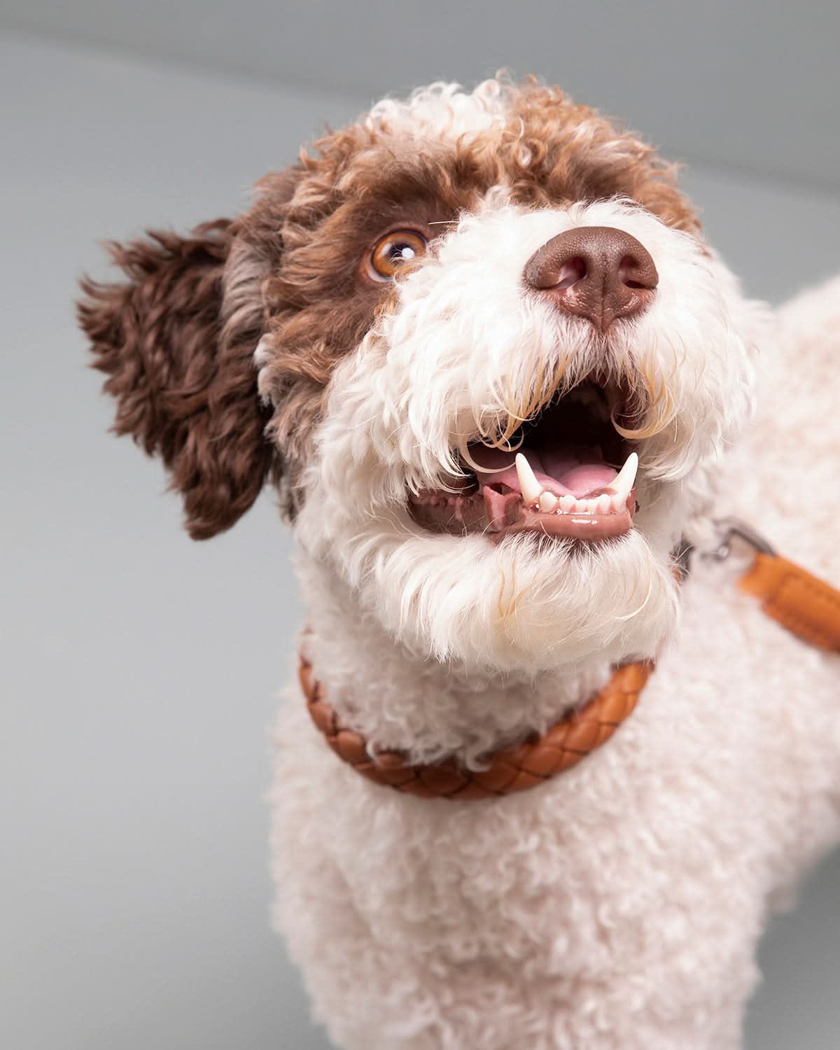 קולר עור לכלבים