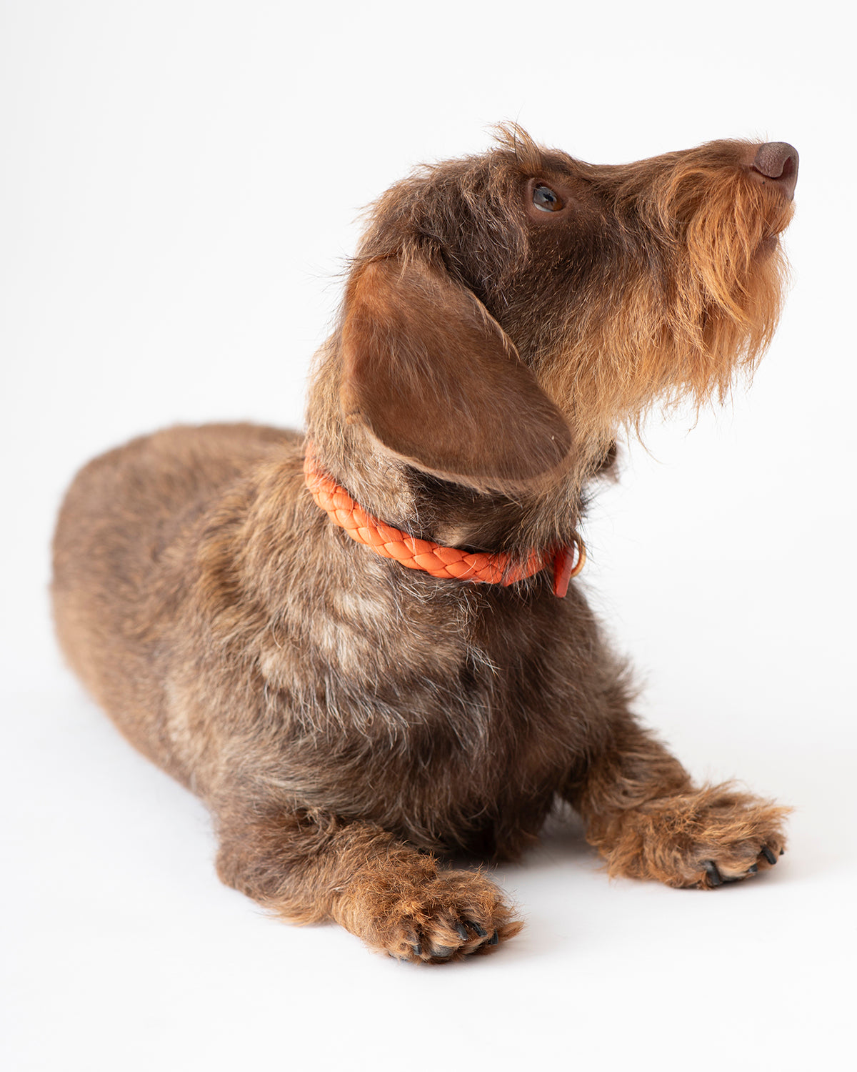 קולר לכלב, קולר עור לכלבים