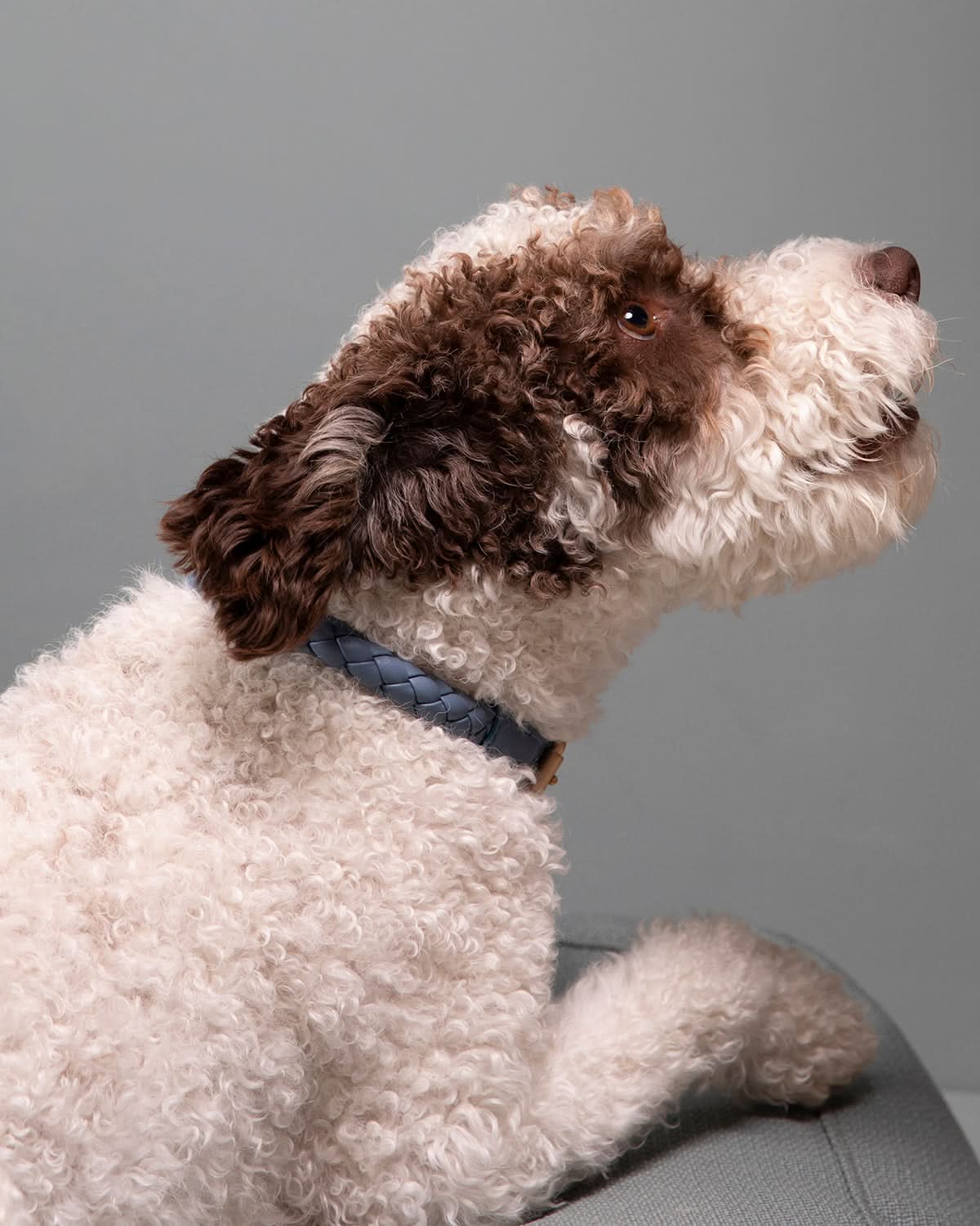 קולר עור לכלבים