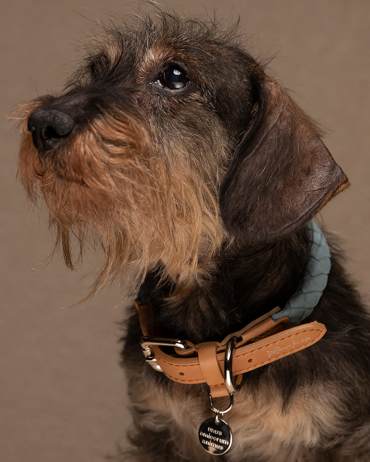 FERDINANDO MICROFIBRE COLLAR | קולר לכלב