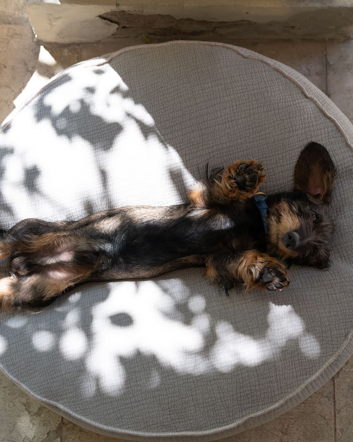 FULVIO ELEPHANT COTTON | מיטת פוף לכלב