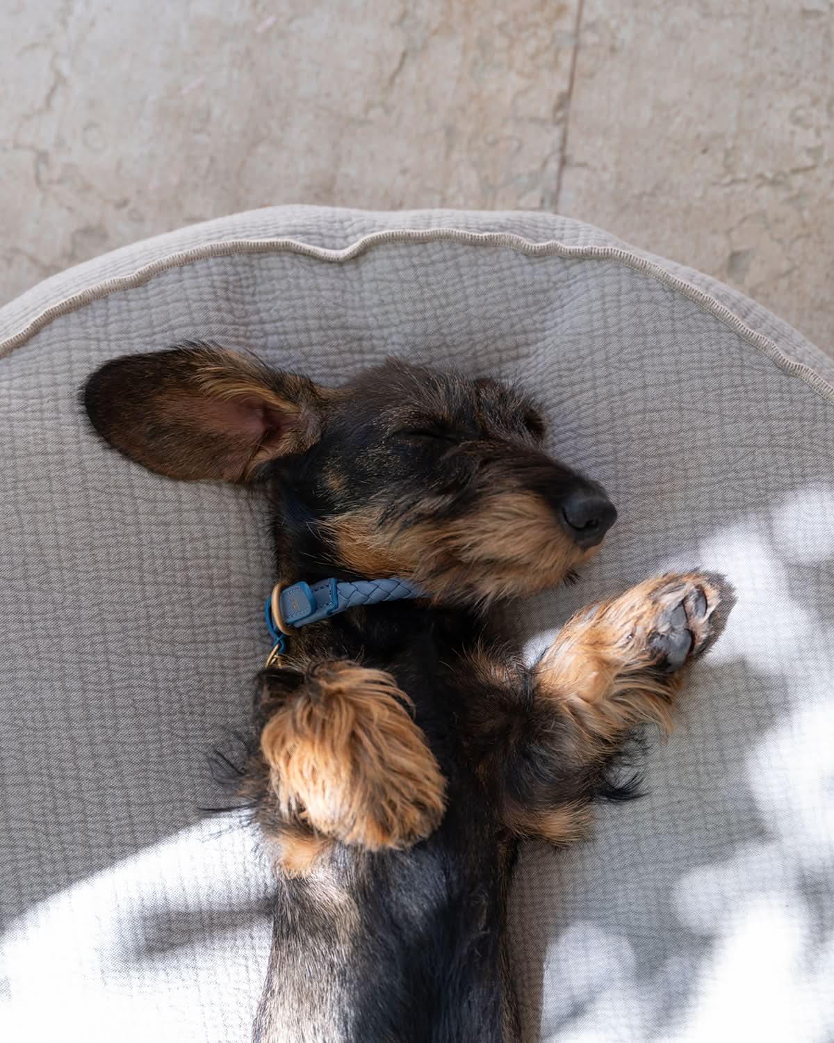 FULVIO ELEPHANT COTTON | מיטת פוף לכלב