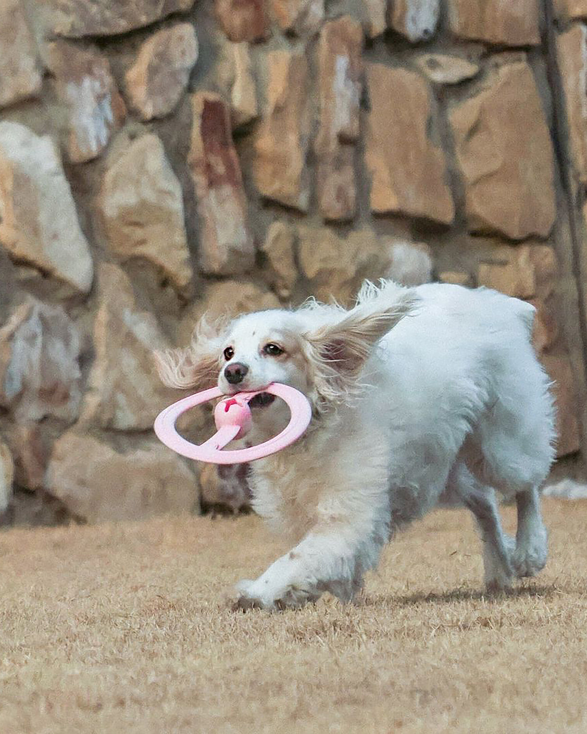 FRISBEE DOG TOY | משחק פריזבי לכלב