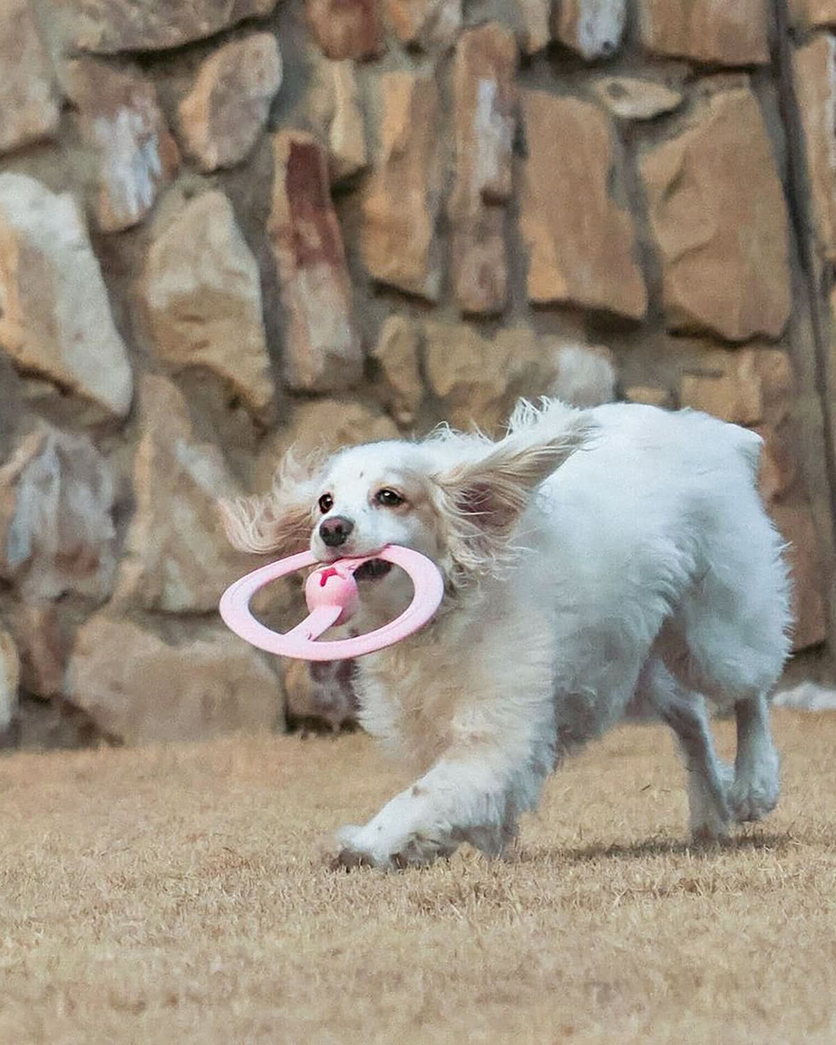 FRISBEE DOG TOY | משחק פריזבי לכלב
