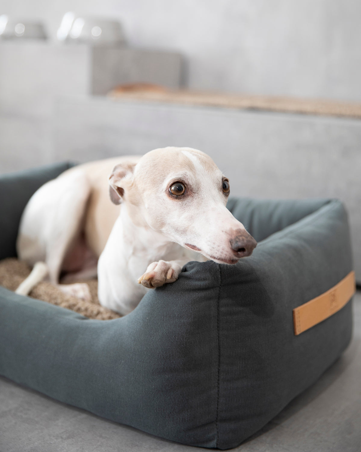 HENRI COTTON CANVAS BED | מיטה לכלב