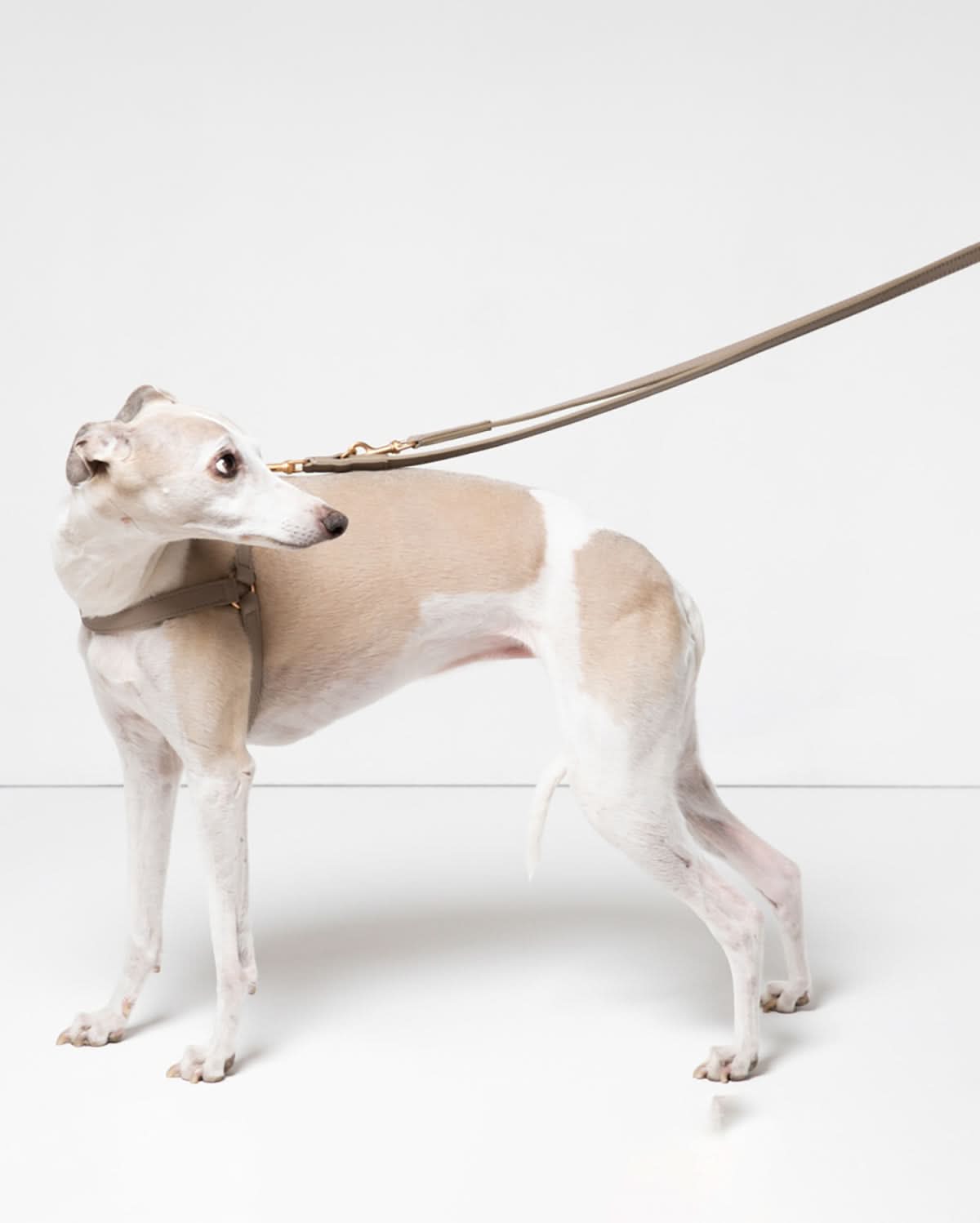 רצועת מתכווננת לכלב מעור נאפה איטלקי | MARIO ADJUSTABLE LEATHER LEASH