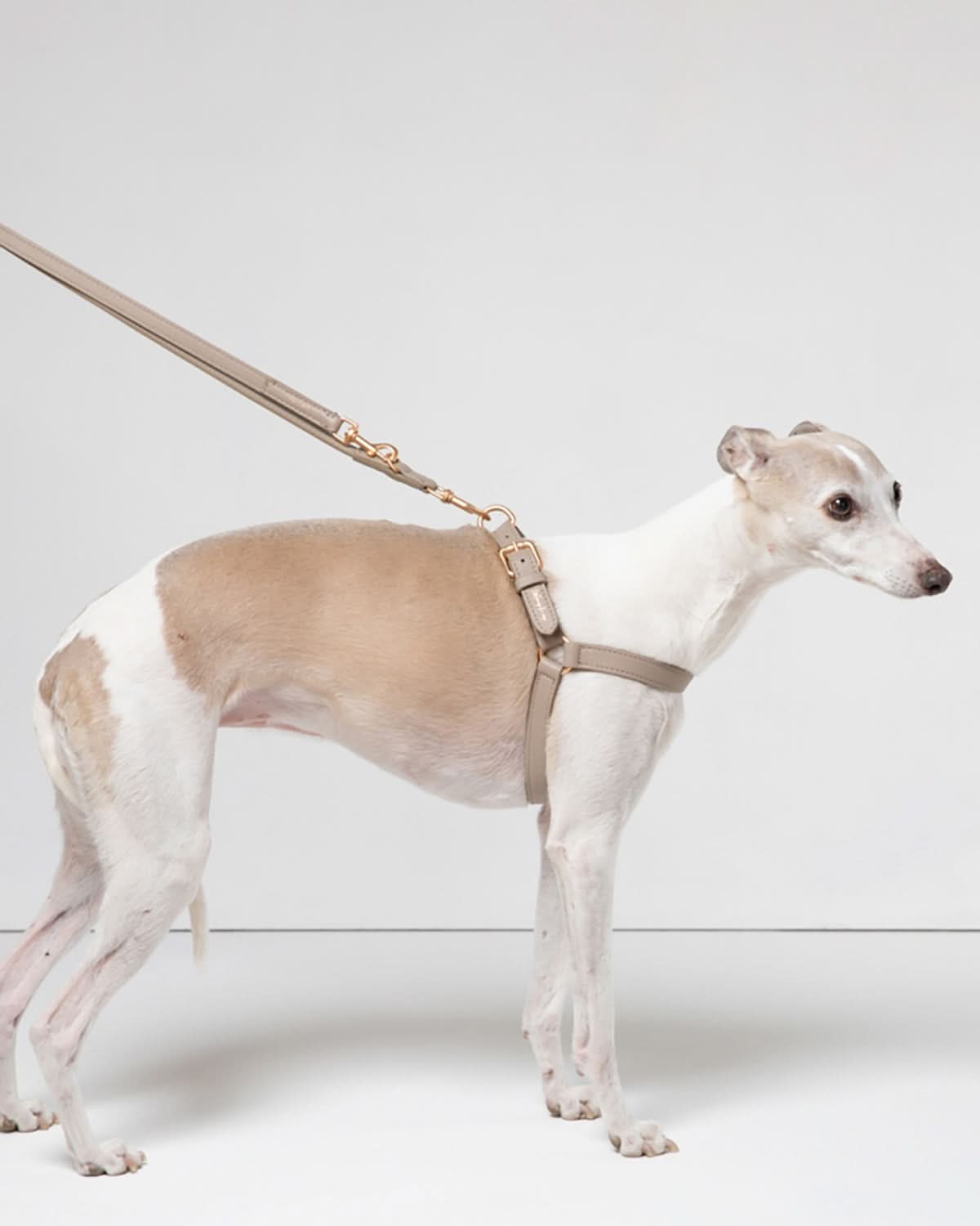 רצועת מתכווננת לכלב מעור נאפה איטלקי | MARIO ADJUSTABLE LEATHER LEASH