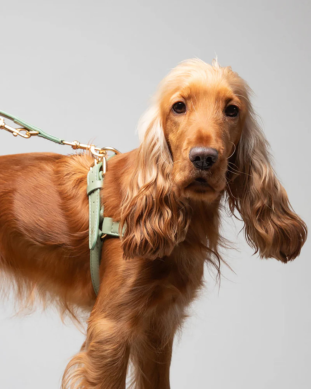 רתמה לכלב מעור נאפה איטלקי | MARIO NAPPA LEATHER DOG HARNESS