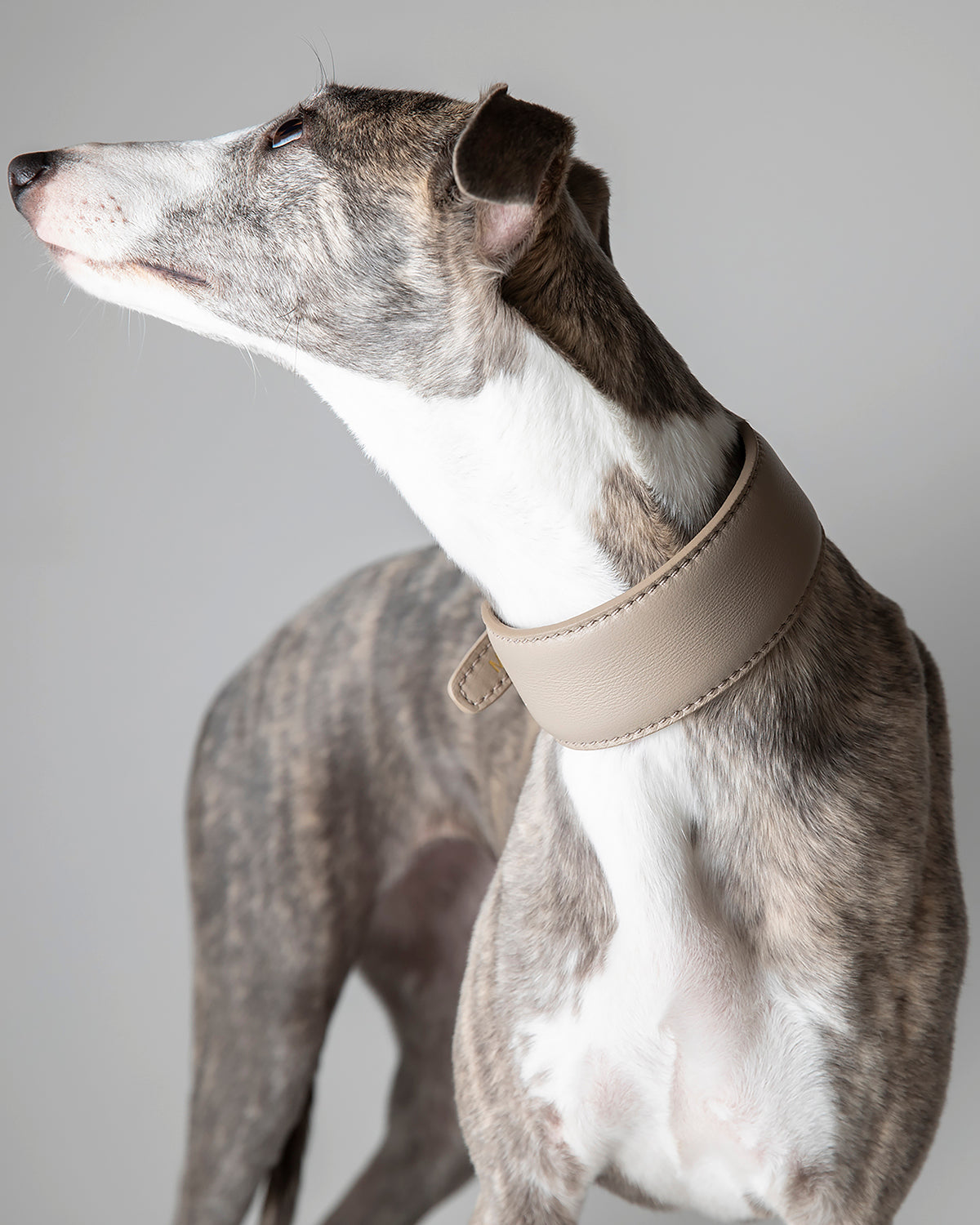 MARIO WIDE LEATHER COLLAR | קולר עור רחב לכלב