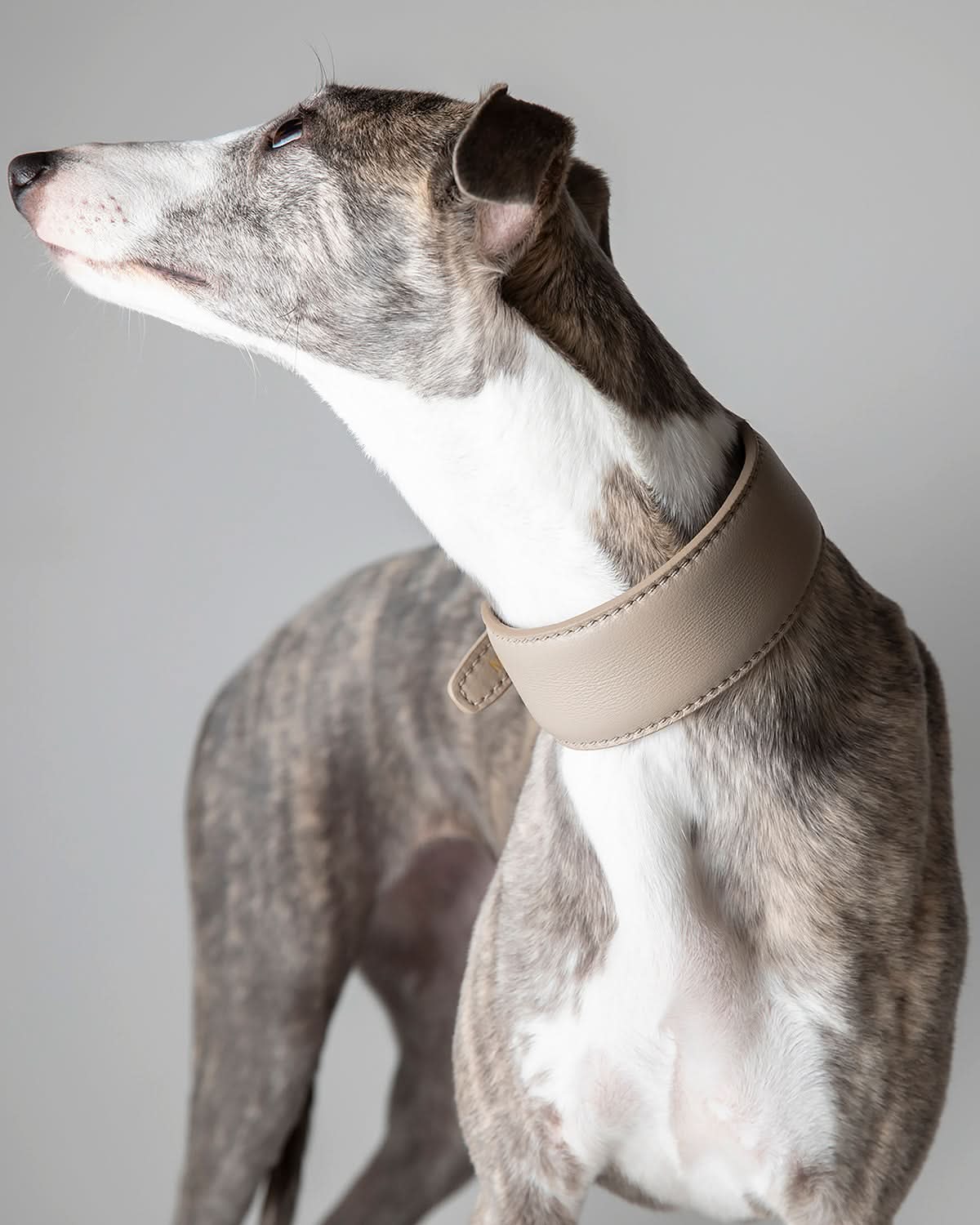 MARIO WIDE LEATHER COLLAR | קולר עור נאפה רחב לכלב