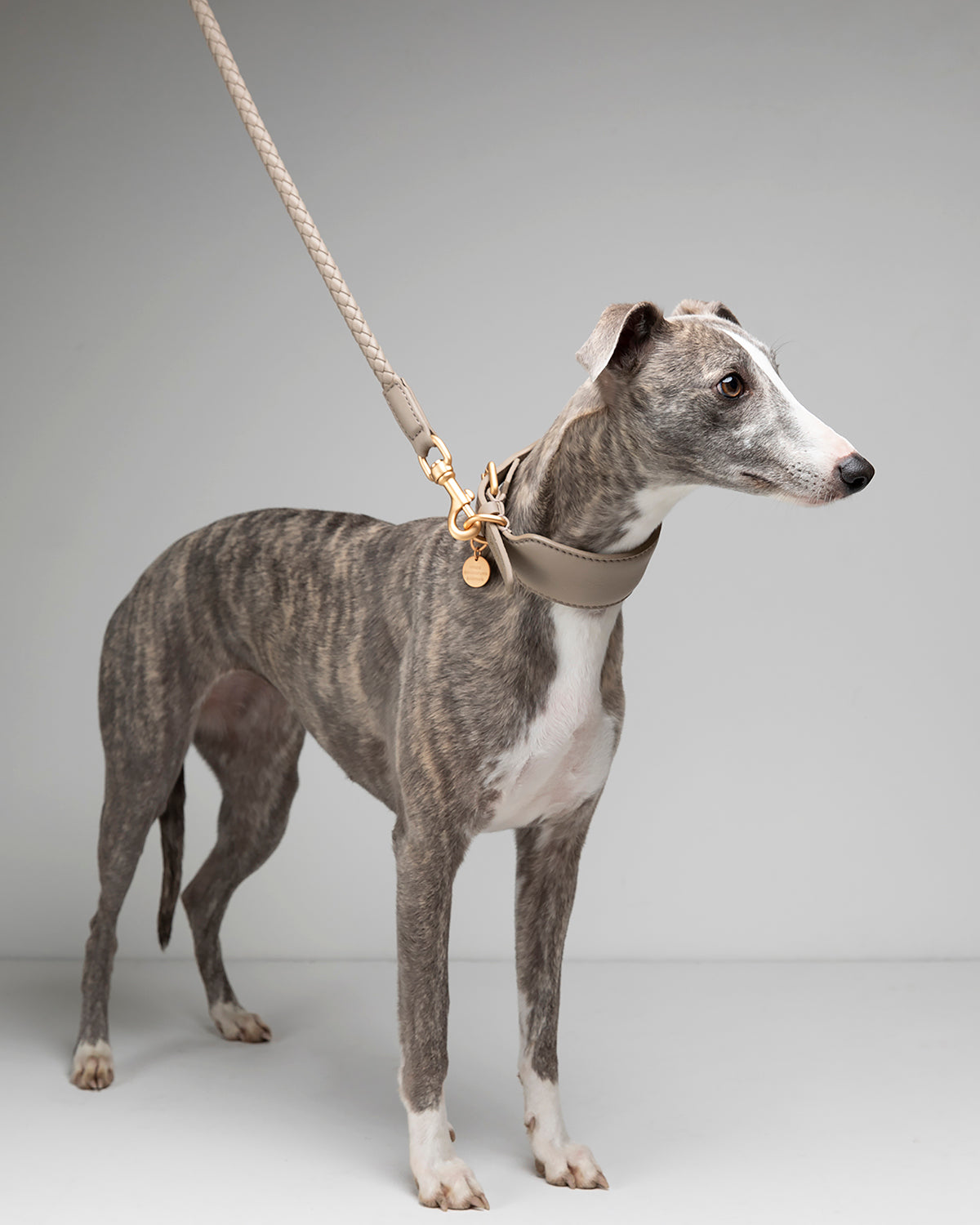 רצועת עור לכלב