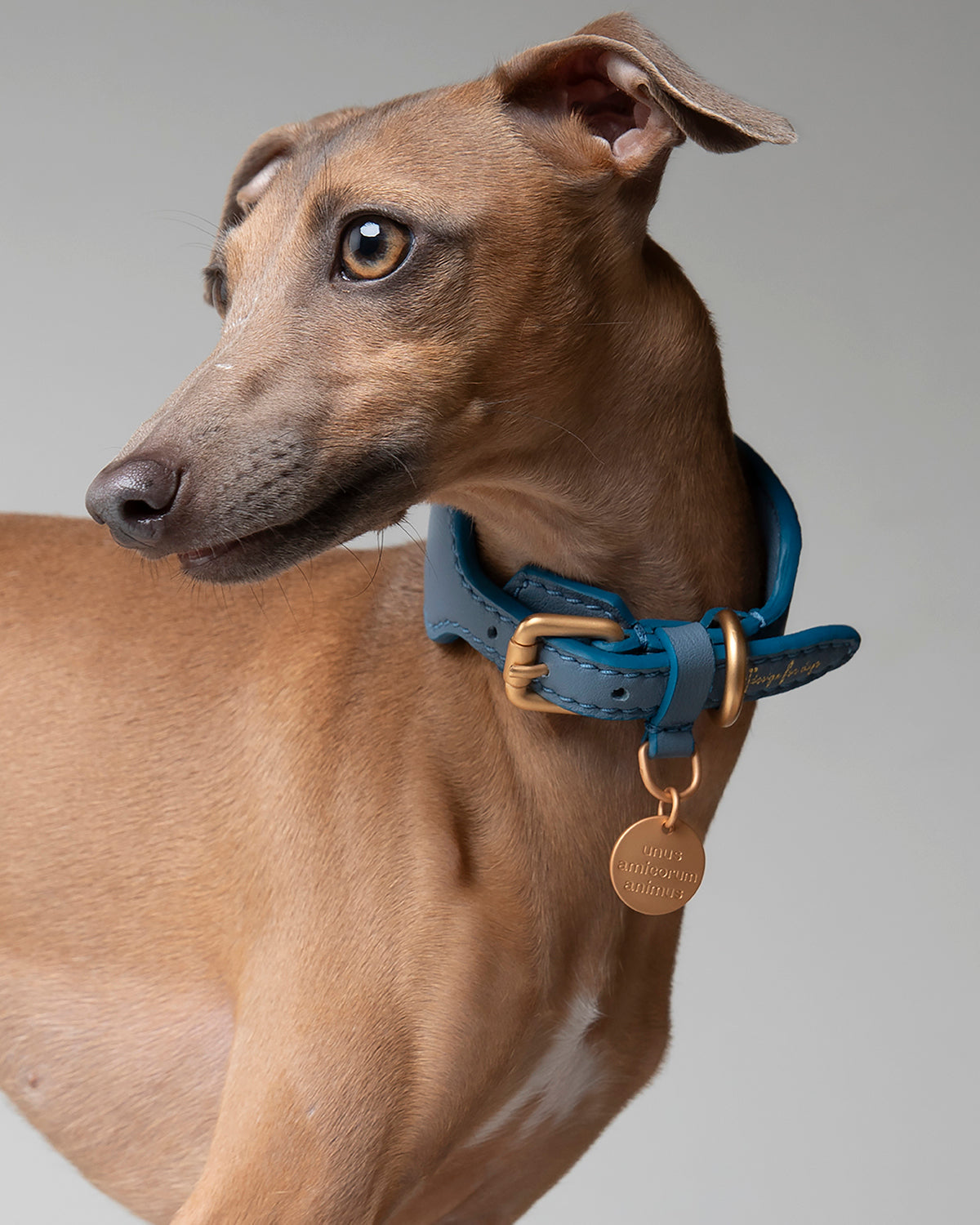 MARIO WIDE LEATHER COLLAR | קולר עור רחב לכלב