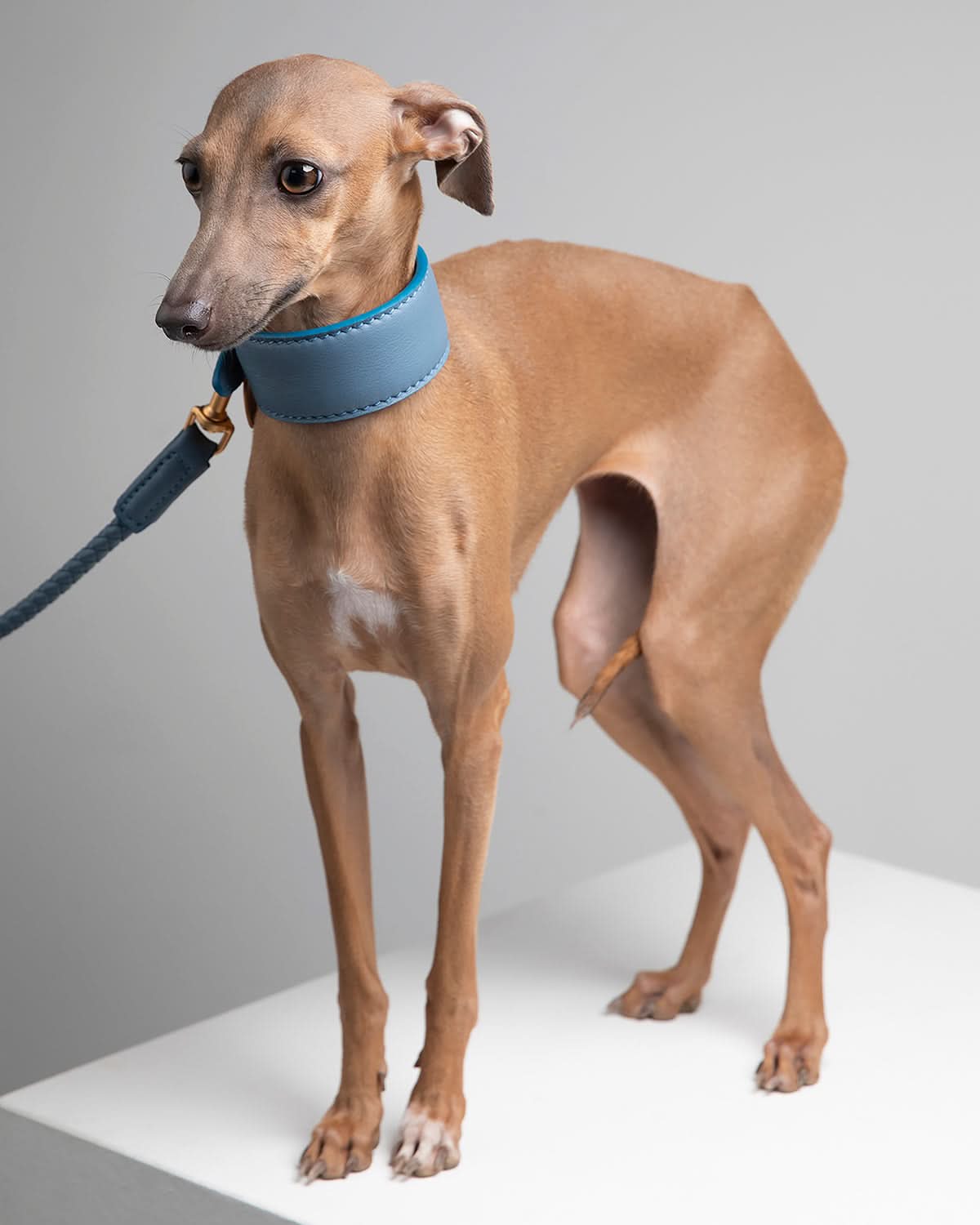 MARIO WIDE LEATHER COLLAR | קולר עור נאפה רחב לכלב