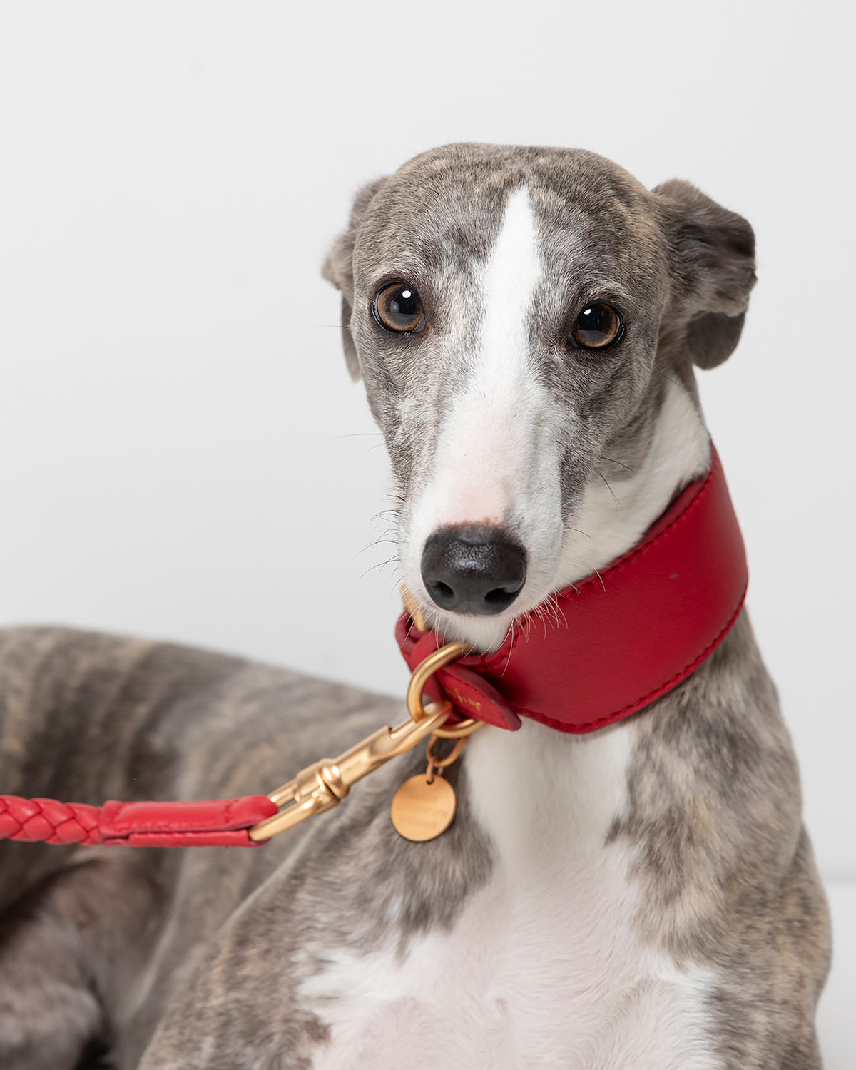 MARIO WIDE LEATHER COLLAR | קולר עור רחב לכלב