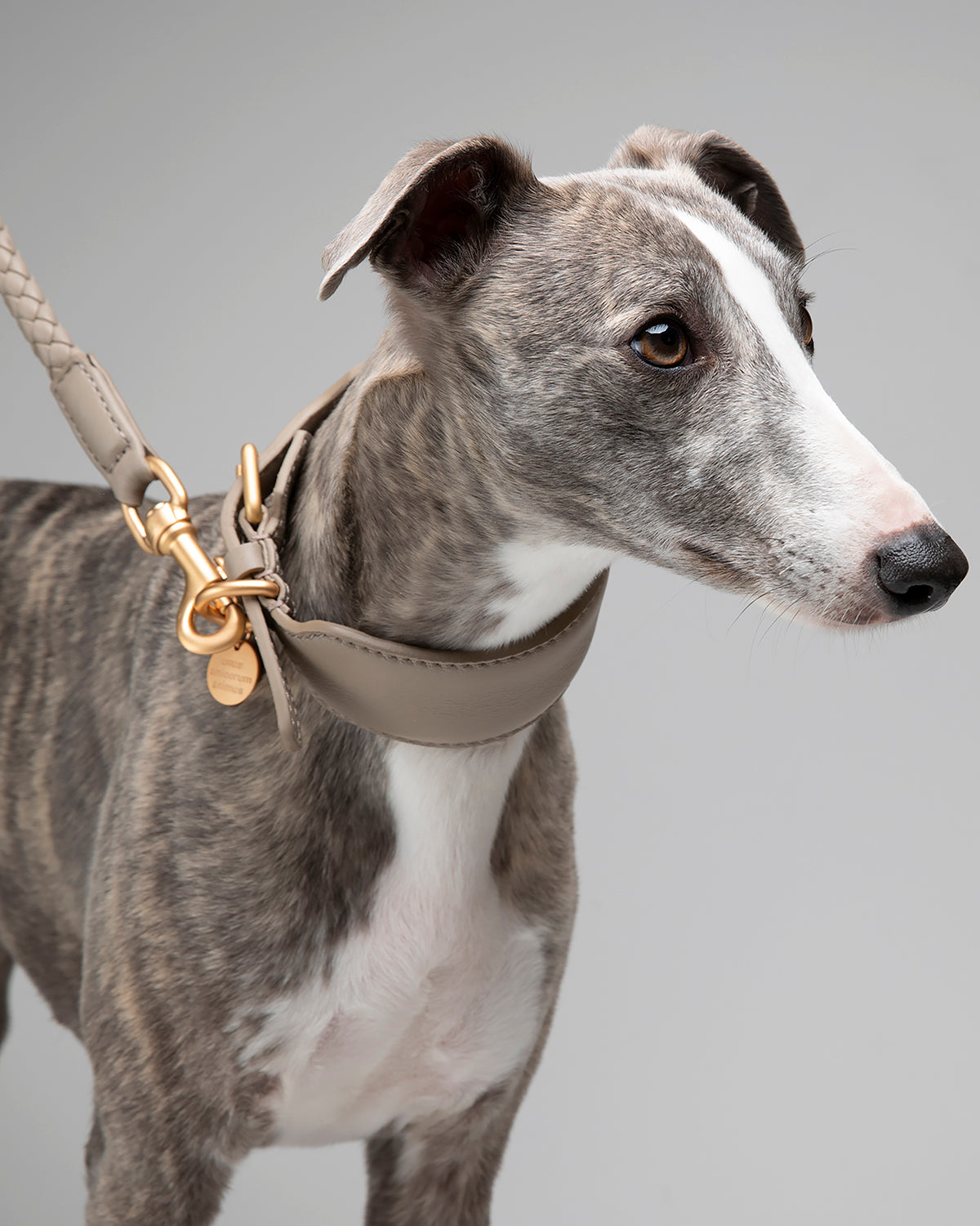 MARIO WIDE LEATHER COLLAR | קולר עור רחב לכלב