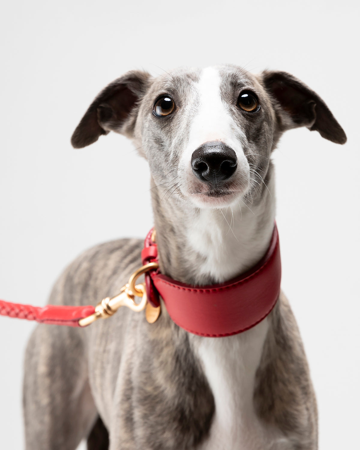 MARIO WIDE LEATHER COLLAR | קולר עור רחב לכלב