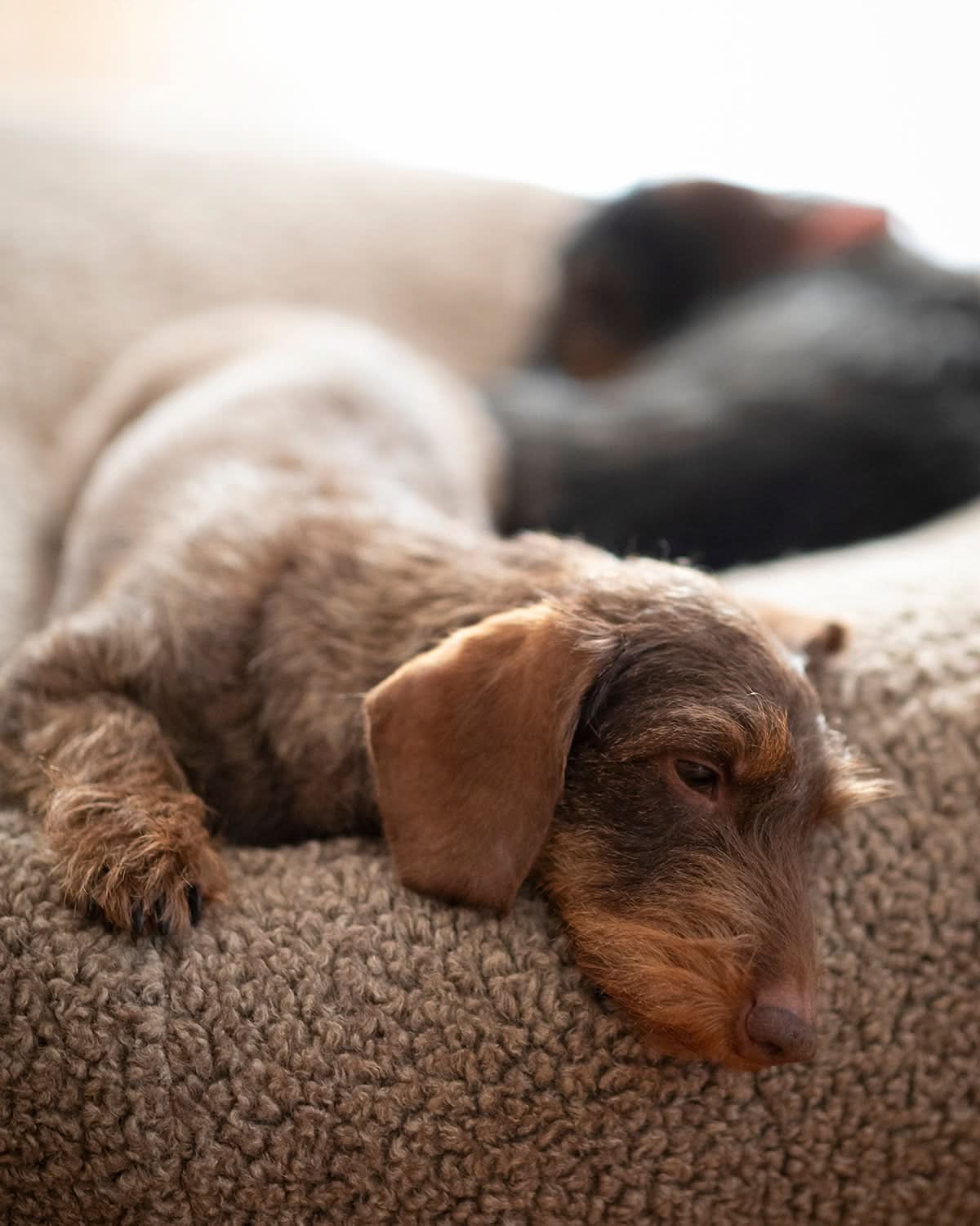 מיטת פוף לכלב
