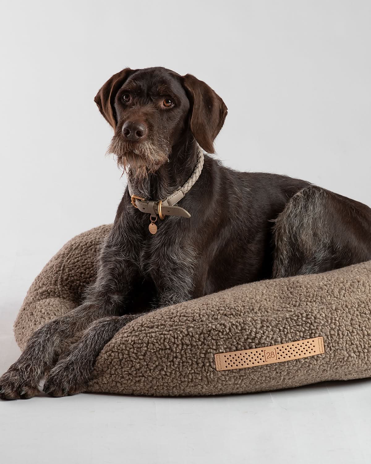 מיטת פוף לכלב