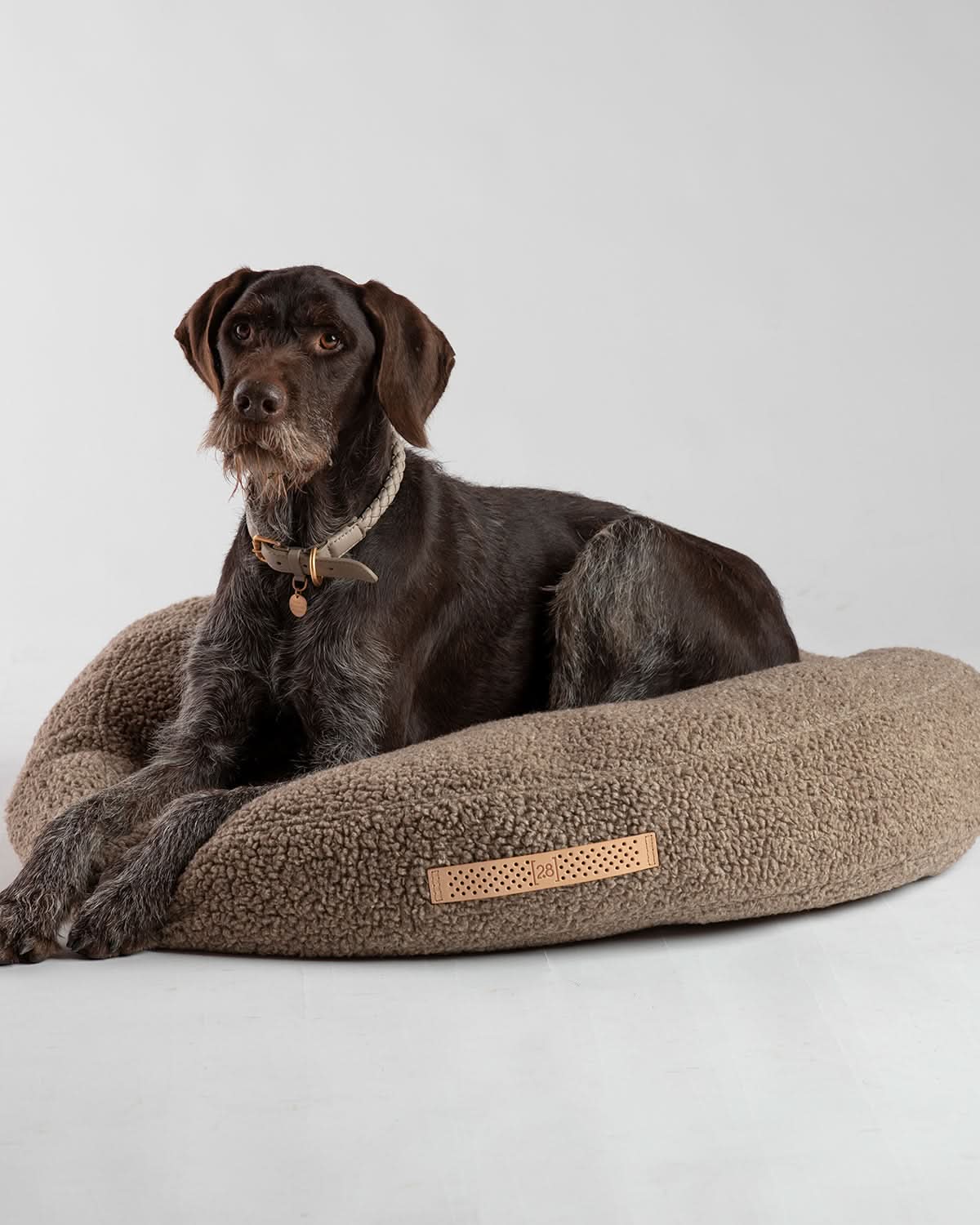 קולר עור לכלבים