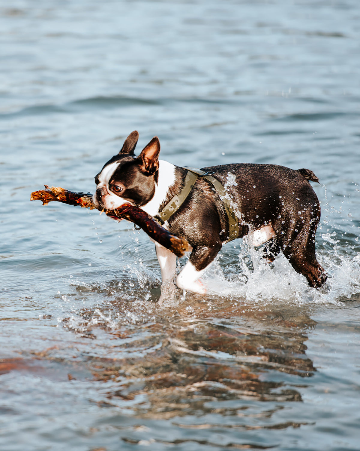 OTTO DOG HARNESS | רתמה לכלב