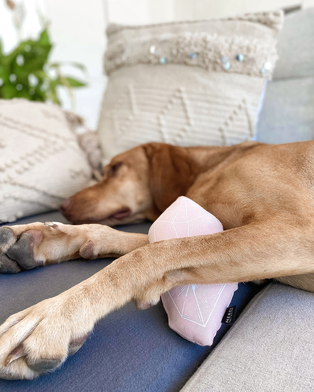 CATNIP TOY FOR DOGS | צעצוע קטניפ לכלב