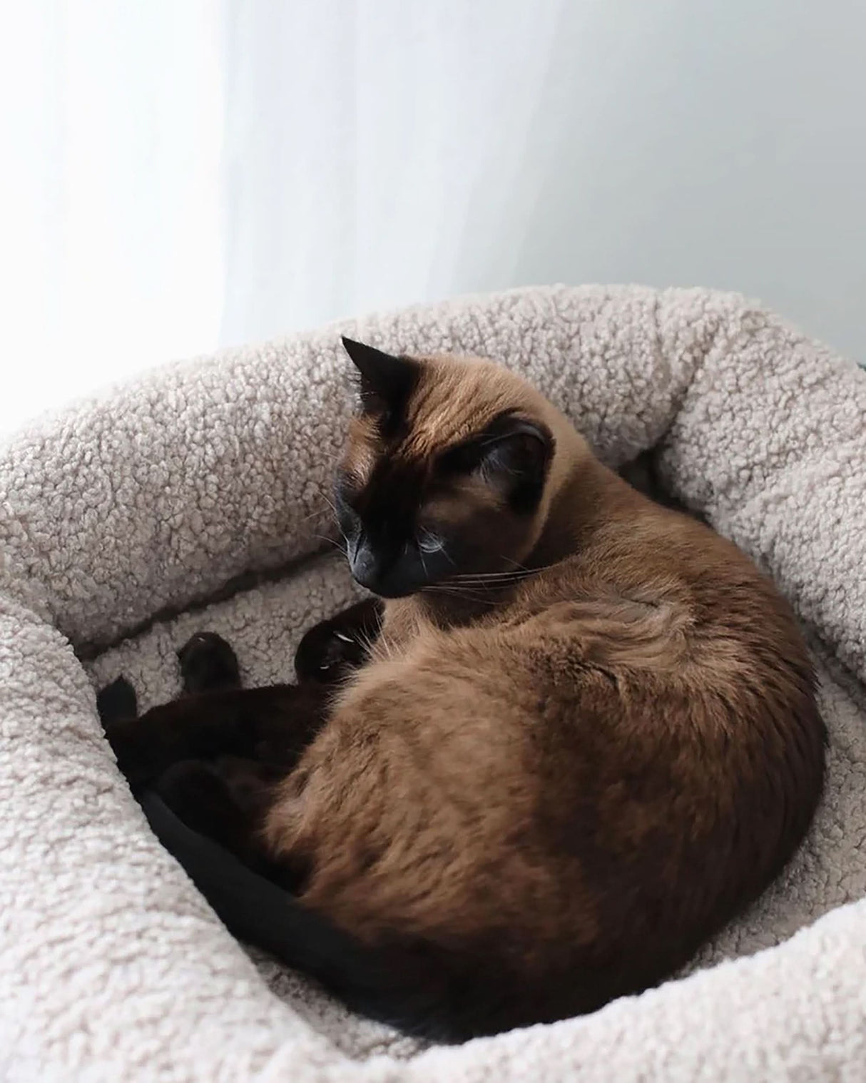 Senso Cat Bed | מיטה לחתול