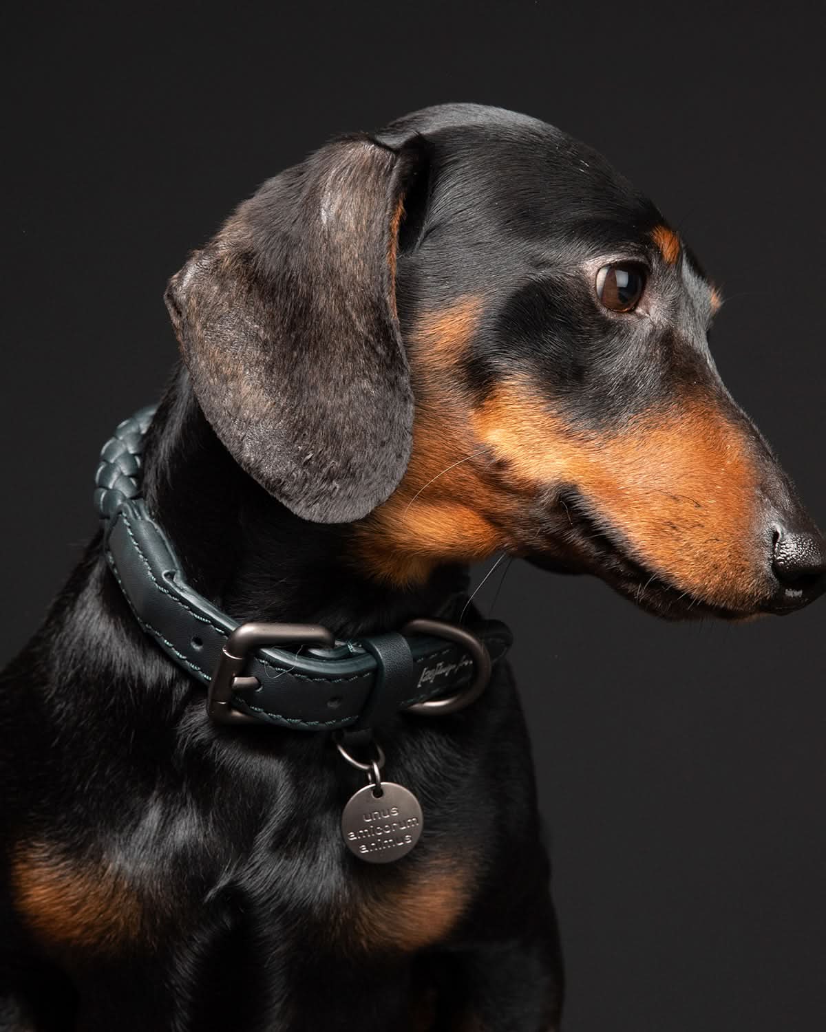 קולר עור לכלבים