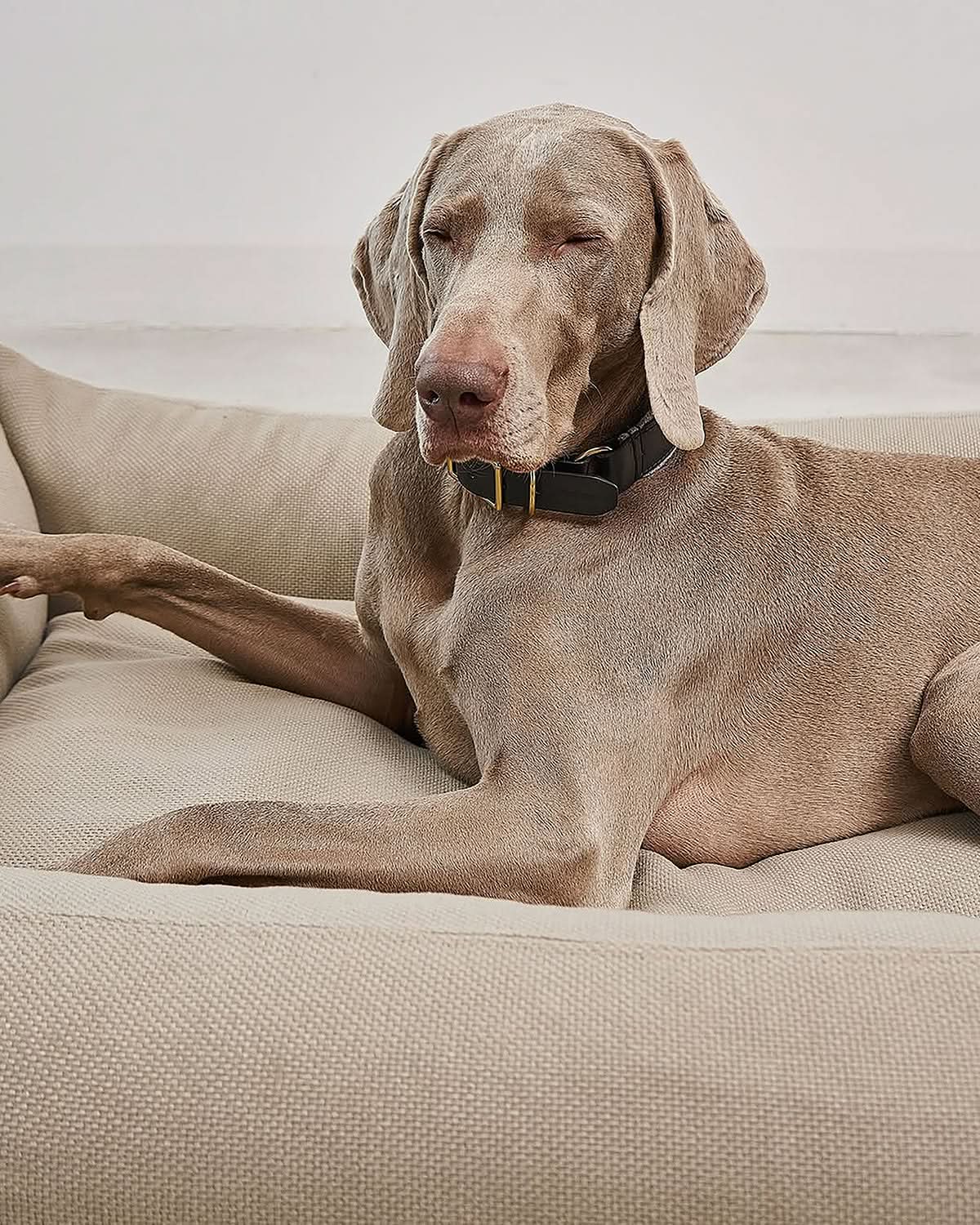 SONNO DOG BOX BED | מיטה אורתופדית לכלב