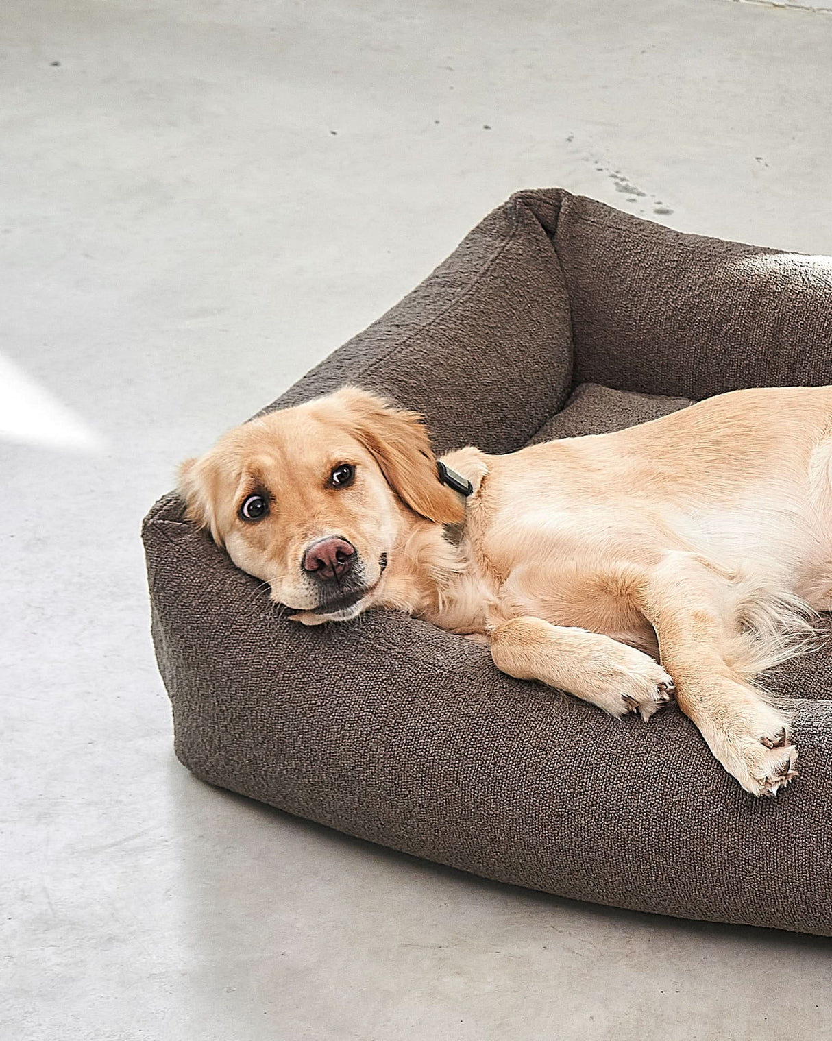 MONDO DOG BOX BED | מיטה לכלב