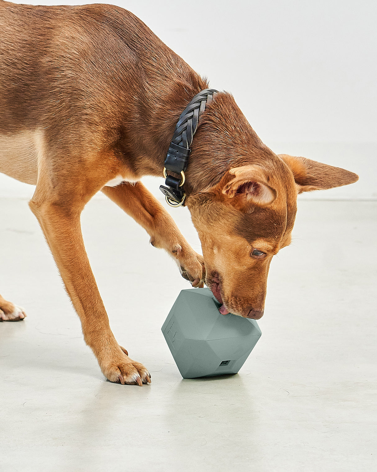 DADO ACTIVITY TOY | צעצוע האכלה אקטיבי לכלב