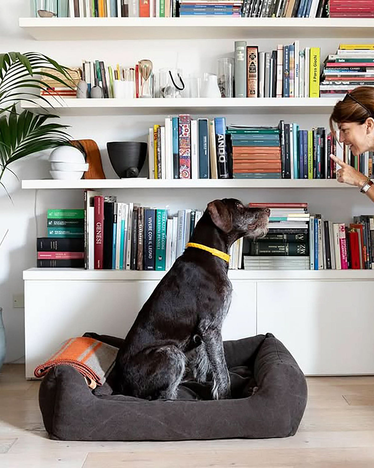 HENRI ORGANIC COTTON DOG BED | מיטה לכלב