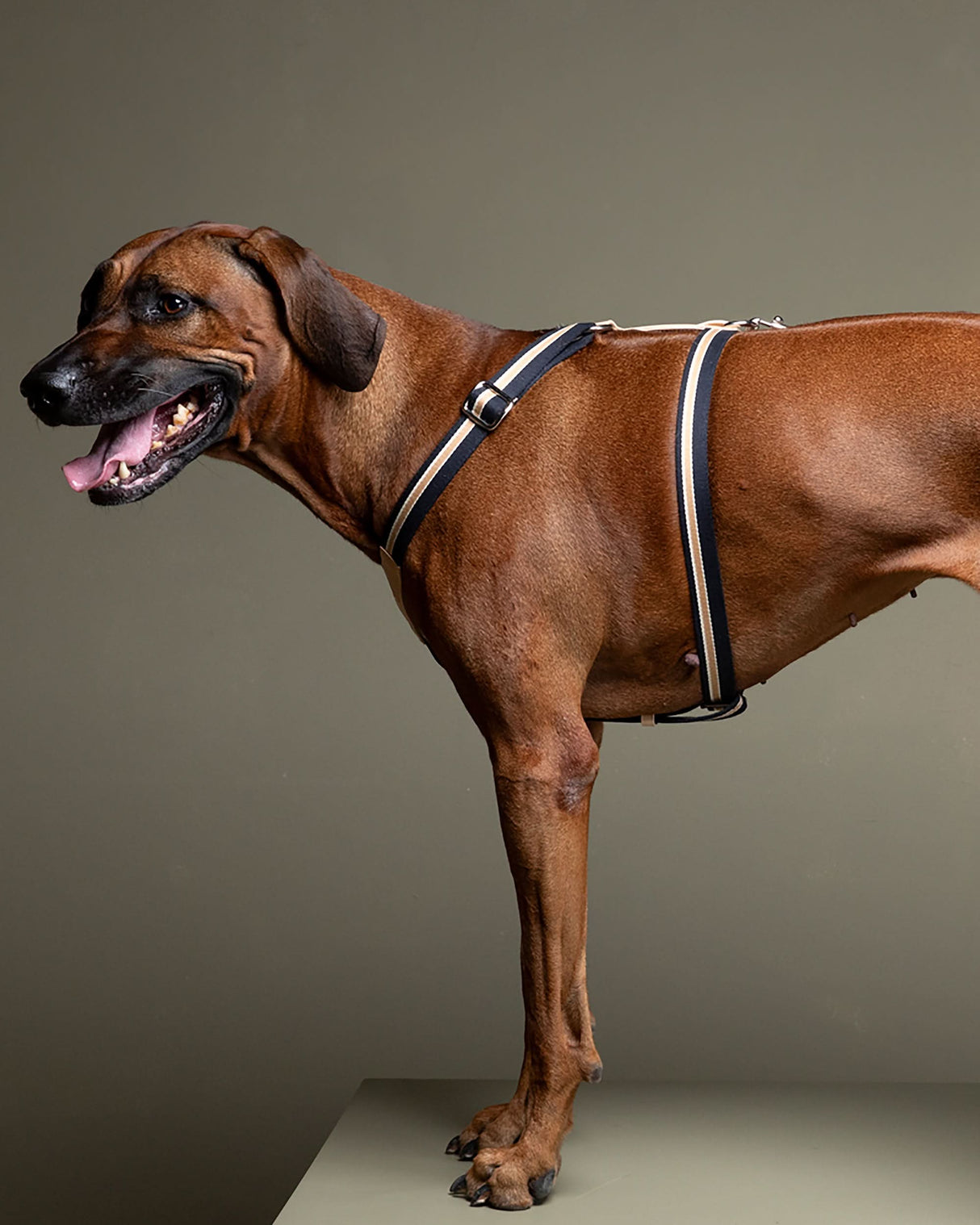 רתמה לכלב מכותנה איטלקית בשילוב עור | FRANCO RIBBON DOG HANRESS