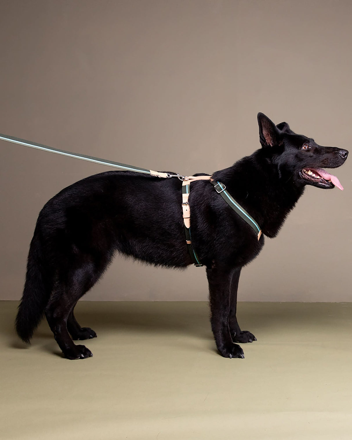 FRANCO RIBBON DOG HANRESS | רתמה לכלב