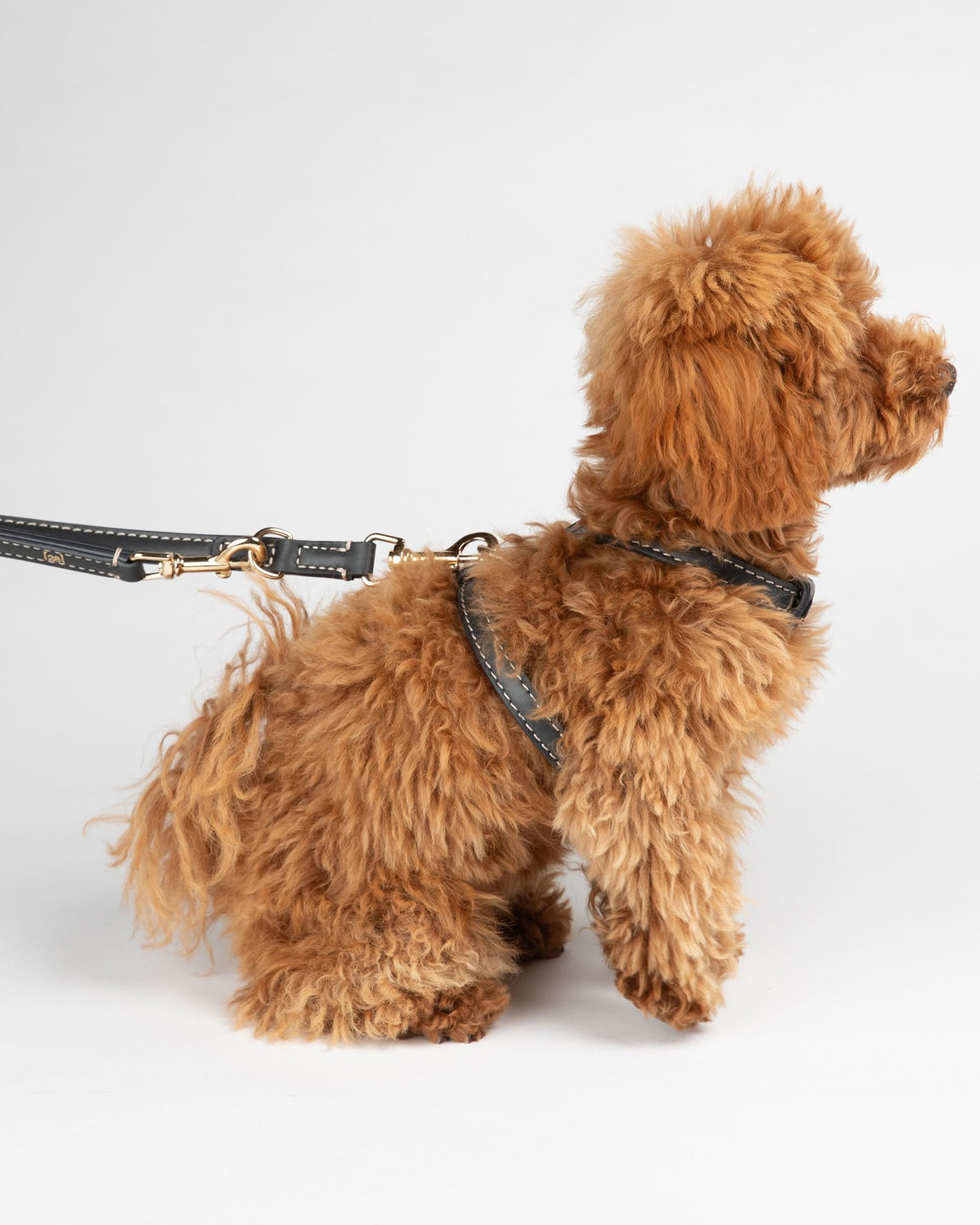 GABRIELE FREE-HANDS LONG LEATHER DOG LEASH | רצועת עור ארוכה ומתכווננת לכלבים