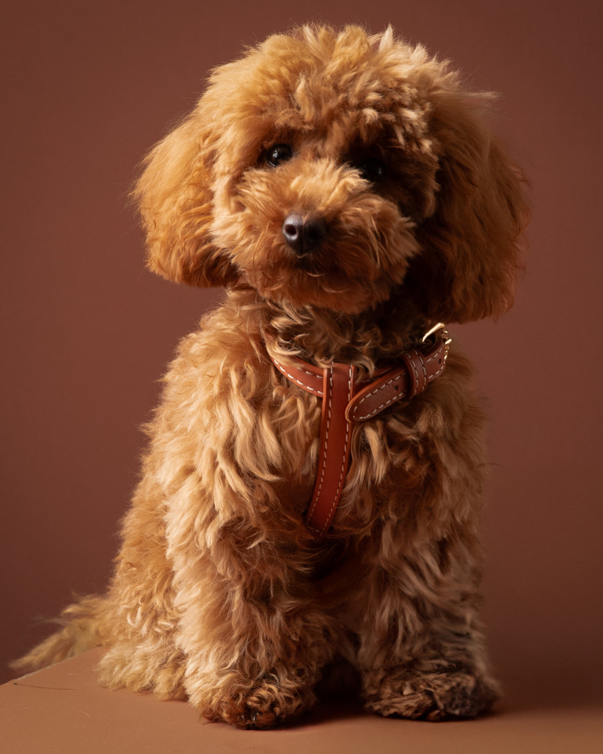 GABRIELE NAPPA LEATHER DOG HARNESS | רתמת עור נאפה לכלב