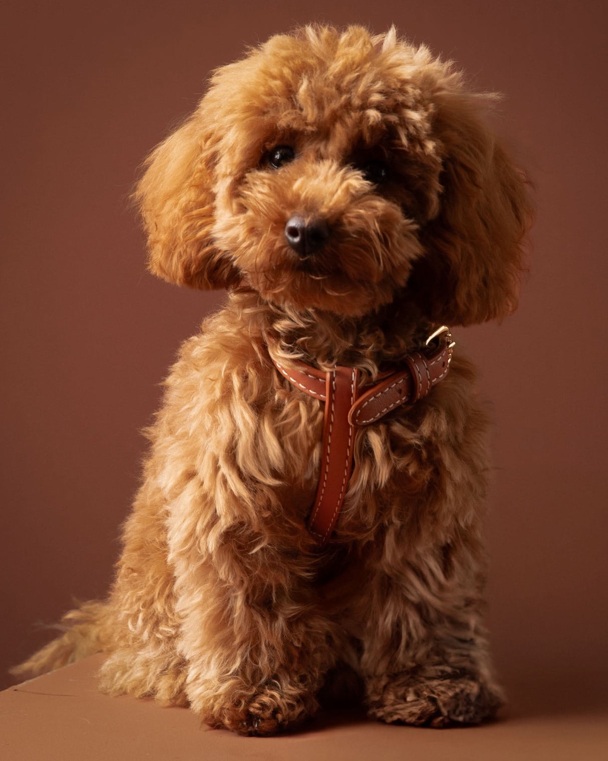 GABRIELE NAPPA LEATHER DOG HARNESS | רתמת עור נאפה לכלב