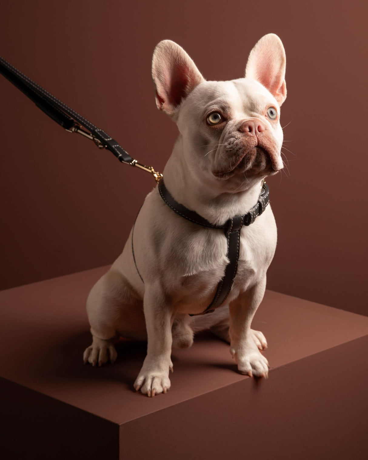 GABRIELE FREE-HANDS LONG LEATHER DOG LEASH | רצועת עור ארוכה ומתכווננת לכלבים