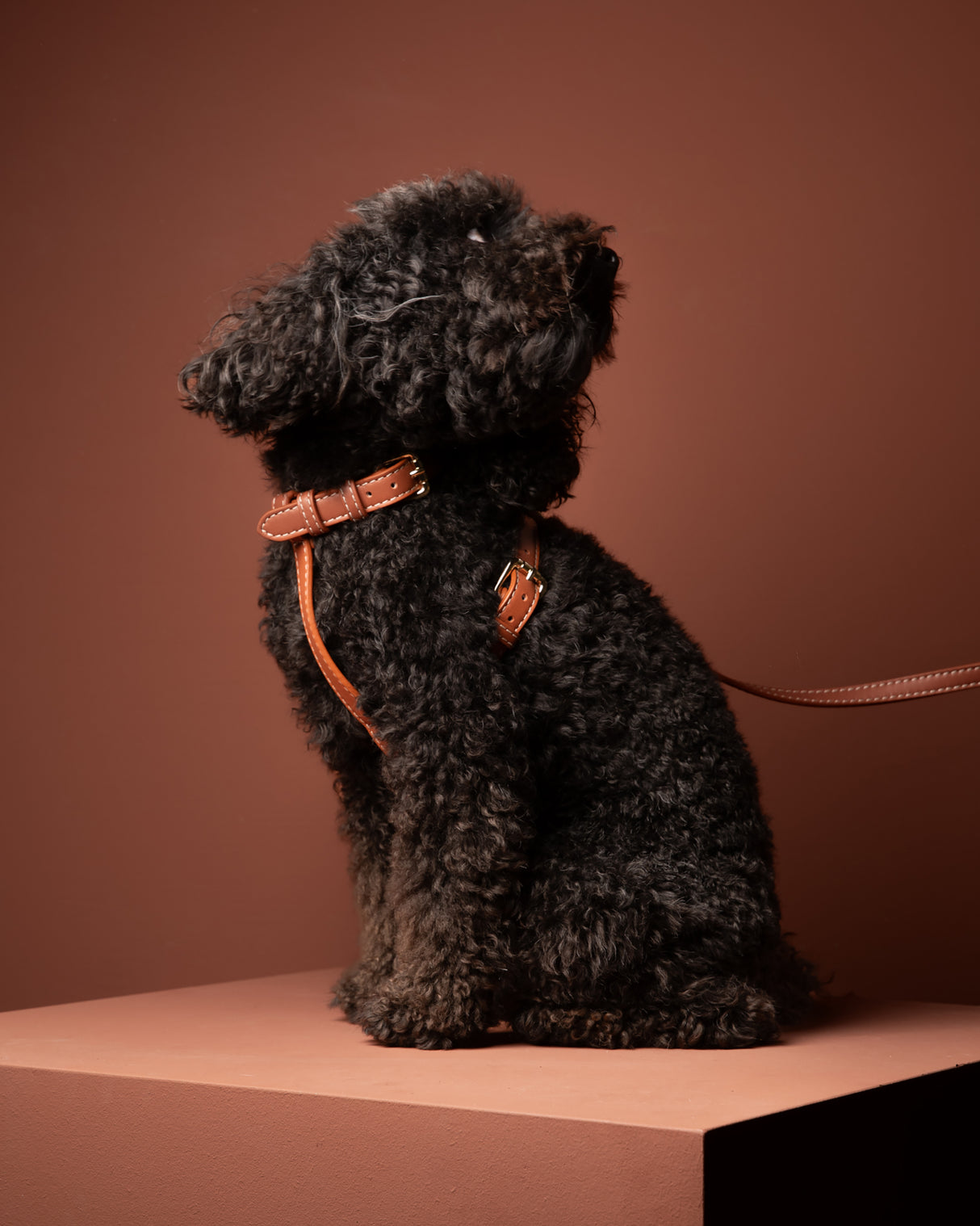 GABRIELE FREE-HANDS LONG LEATHER DOG LEAD | רצועת עור ארוכה ומתכווננת לכלבים